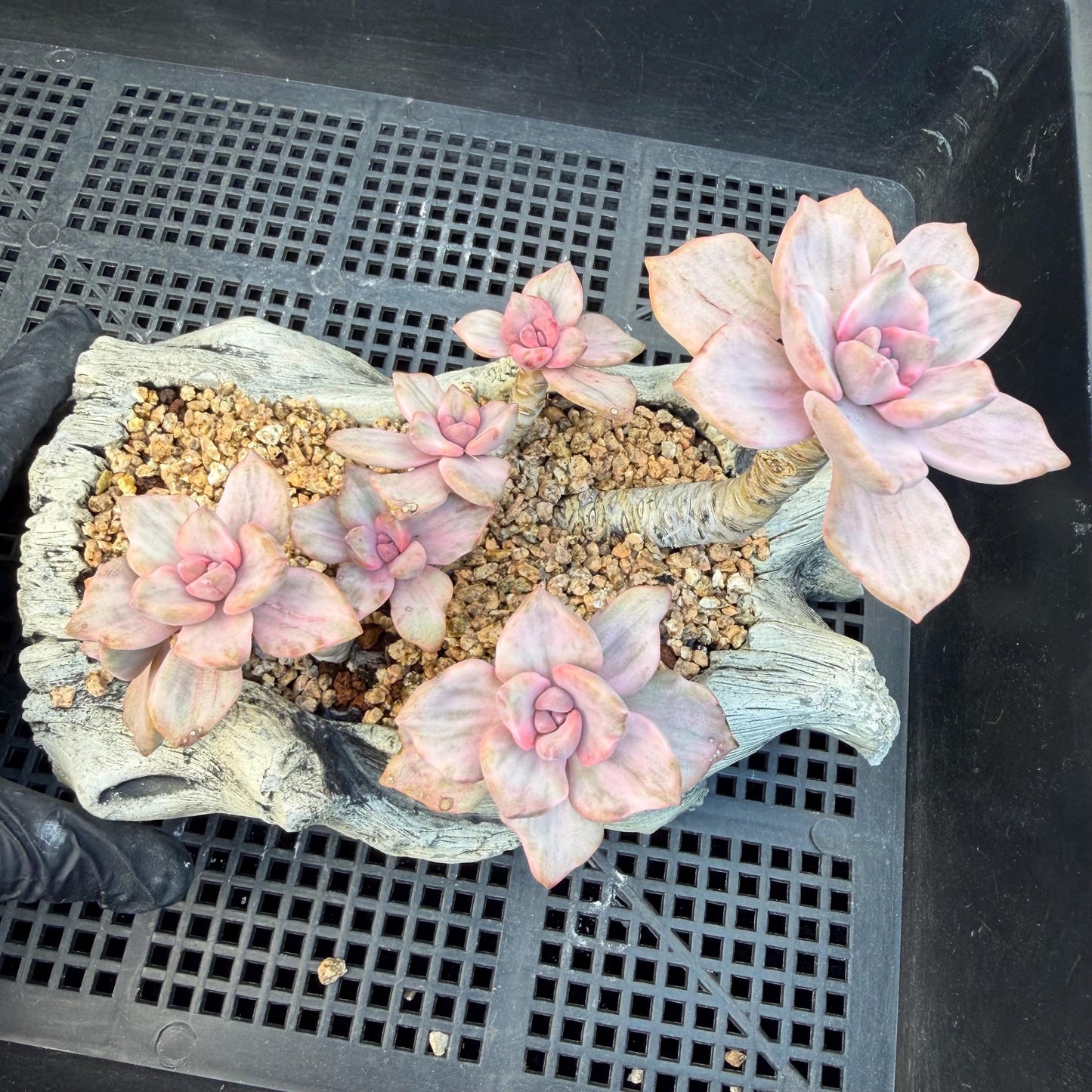 Echeveria  ‘.Mrs  Richard variegated’, 5.1inches, G23