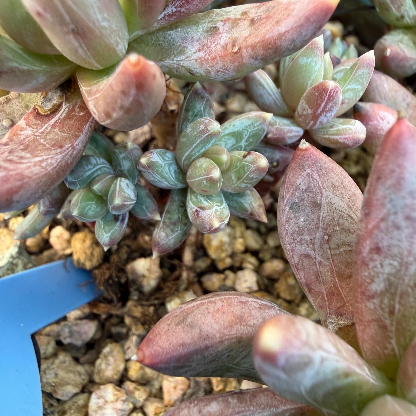 Echeveria 'Prismatic Star ' cluster, 3.7inches, G19