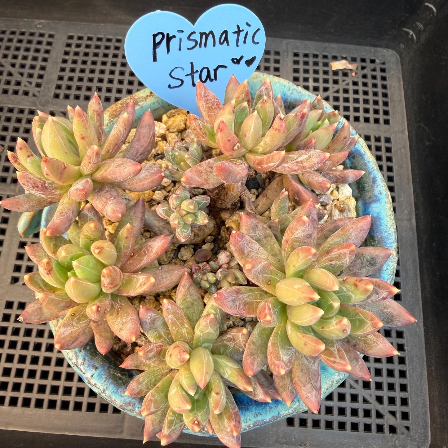 Echeveria 'Prismatic Star ' cluster, 3.7inches, G19