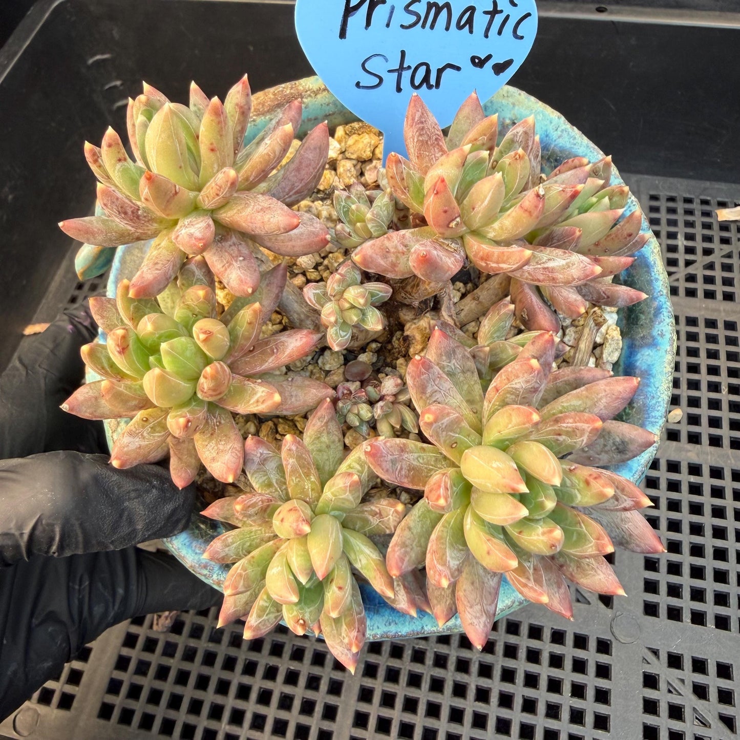 Echeveria 'Prismatic Star ' cluster, 3.7inches, G19