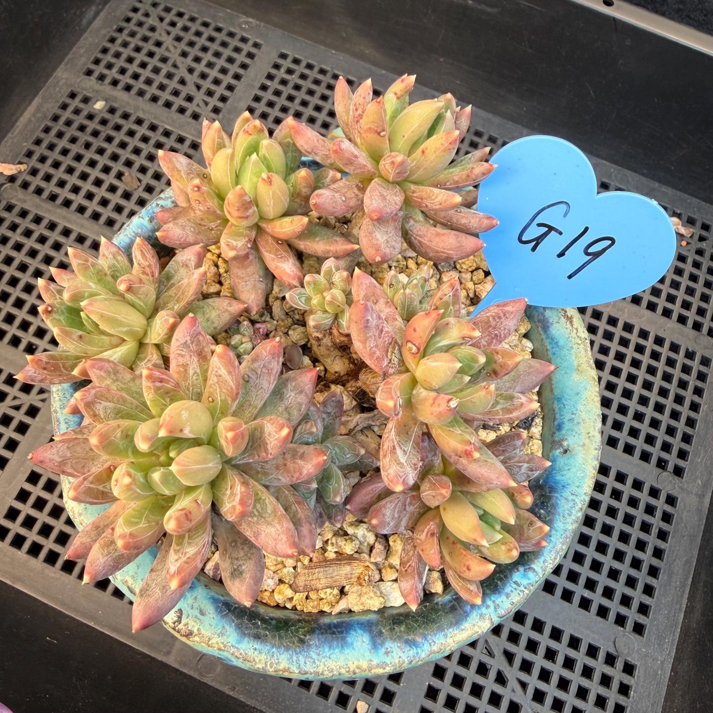 Echeveria 'Prismatic Star ' cluster, 3.7inches, G19