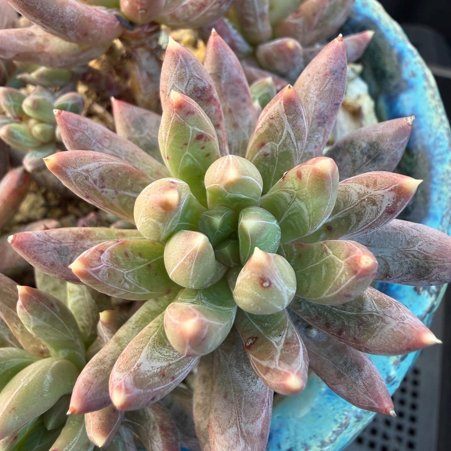 Echeveria 'Prismatic Star ' cluster, 3.7inches, G19