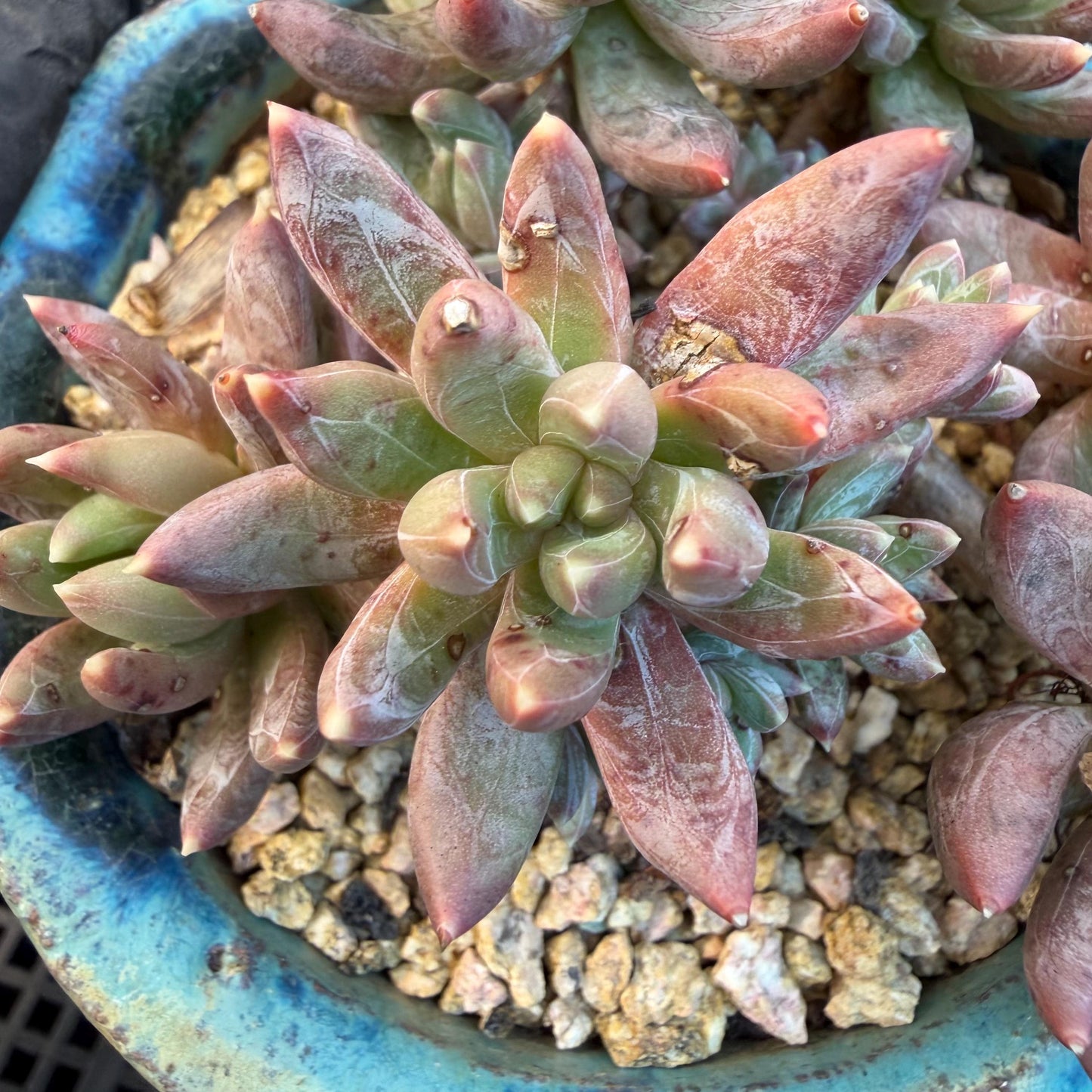 Echeveria 'Prismatic Star ' cluster, 3.7inches, G19