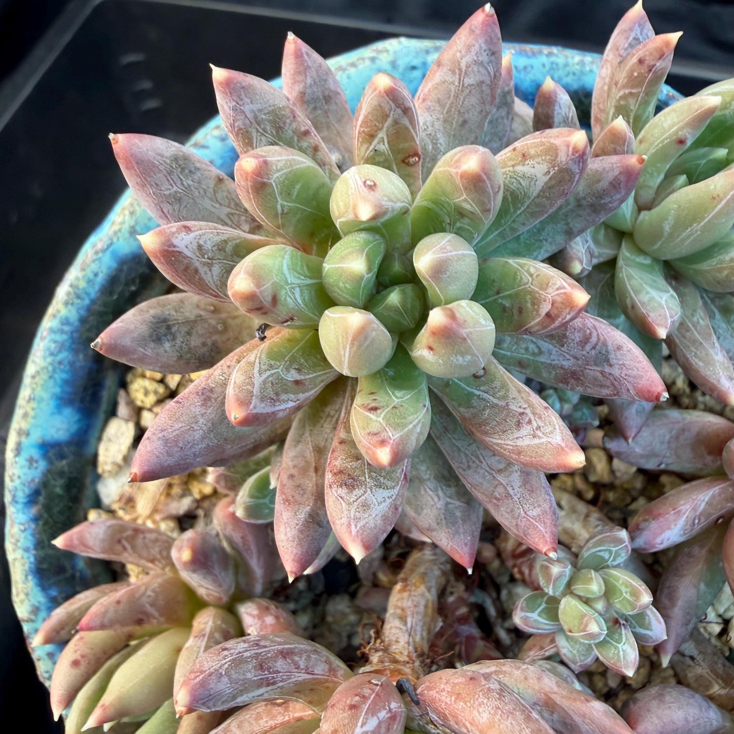 Echeveria 'Prismatic Star ' cluster, 3.7inches, G19
