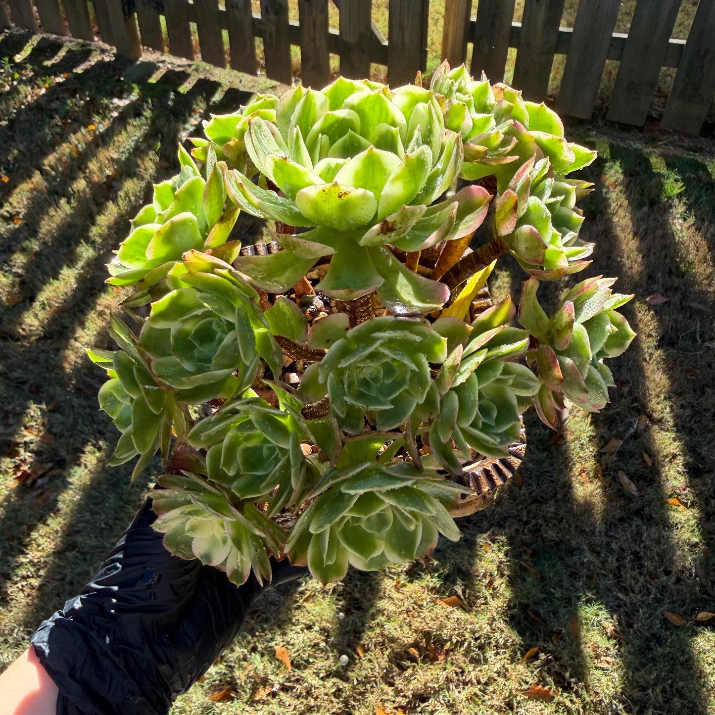 Aeonium' sea king ',  big cluster, 6inches,