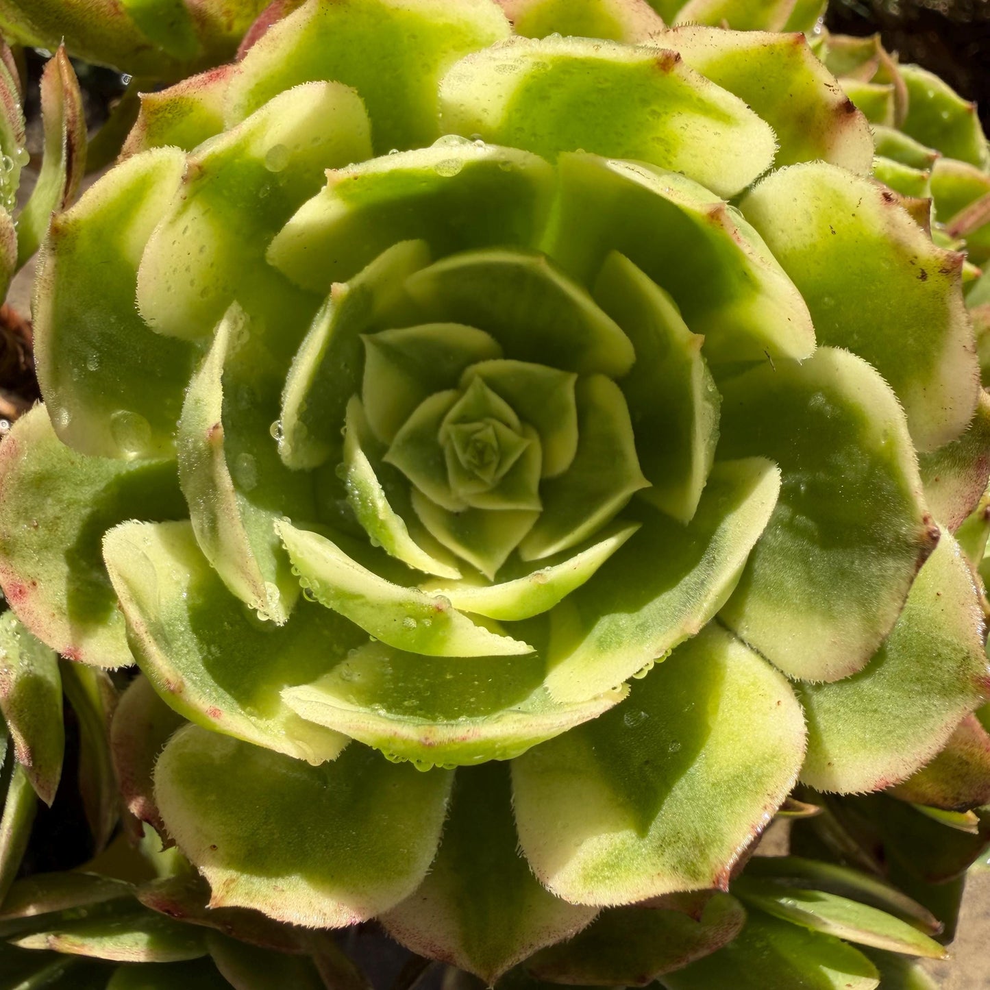 Aeonium' sea king ',  big cluster, 6inches,