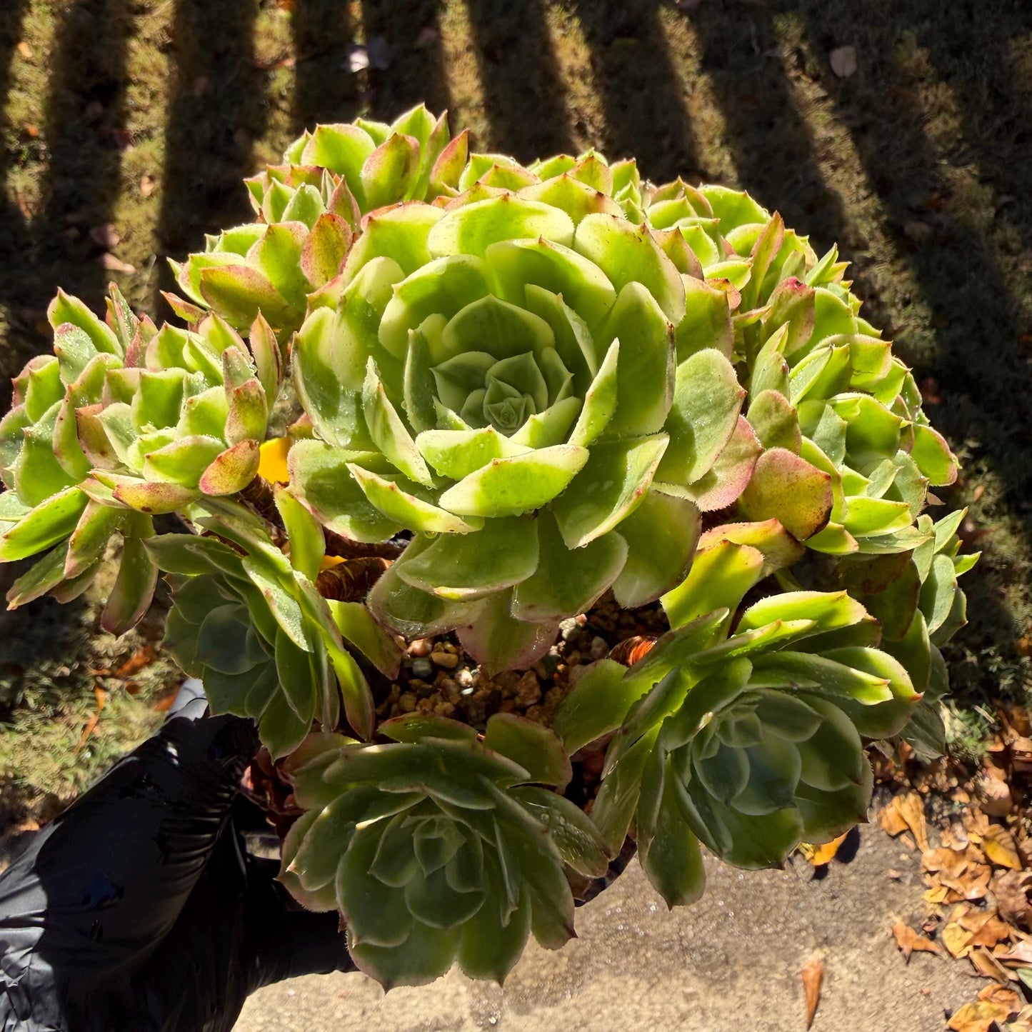 Aeonium' sea king ',  big cluster, 6inches,