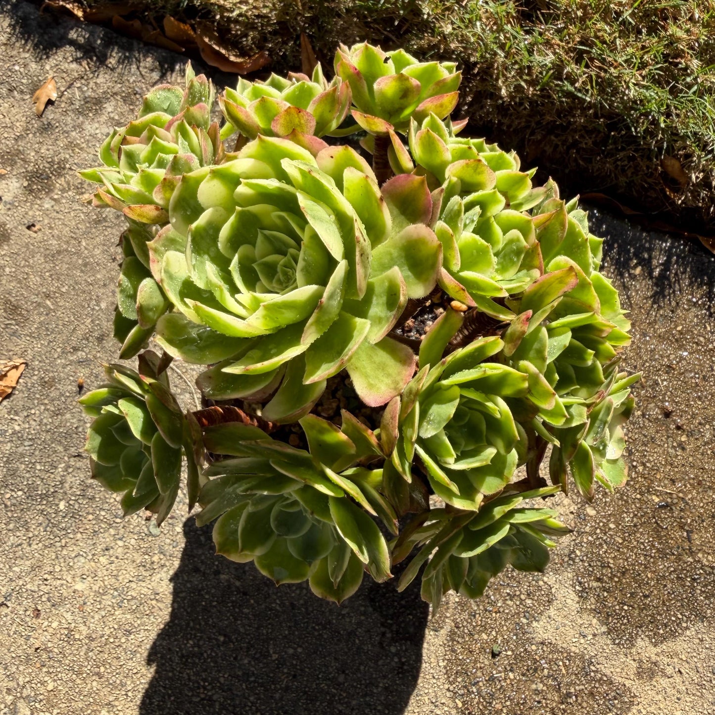 Aeonium' sea king ',  big cluster, 6inches,
