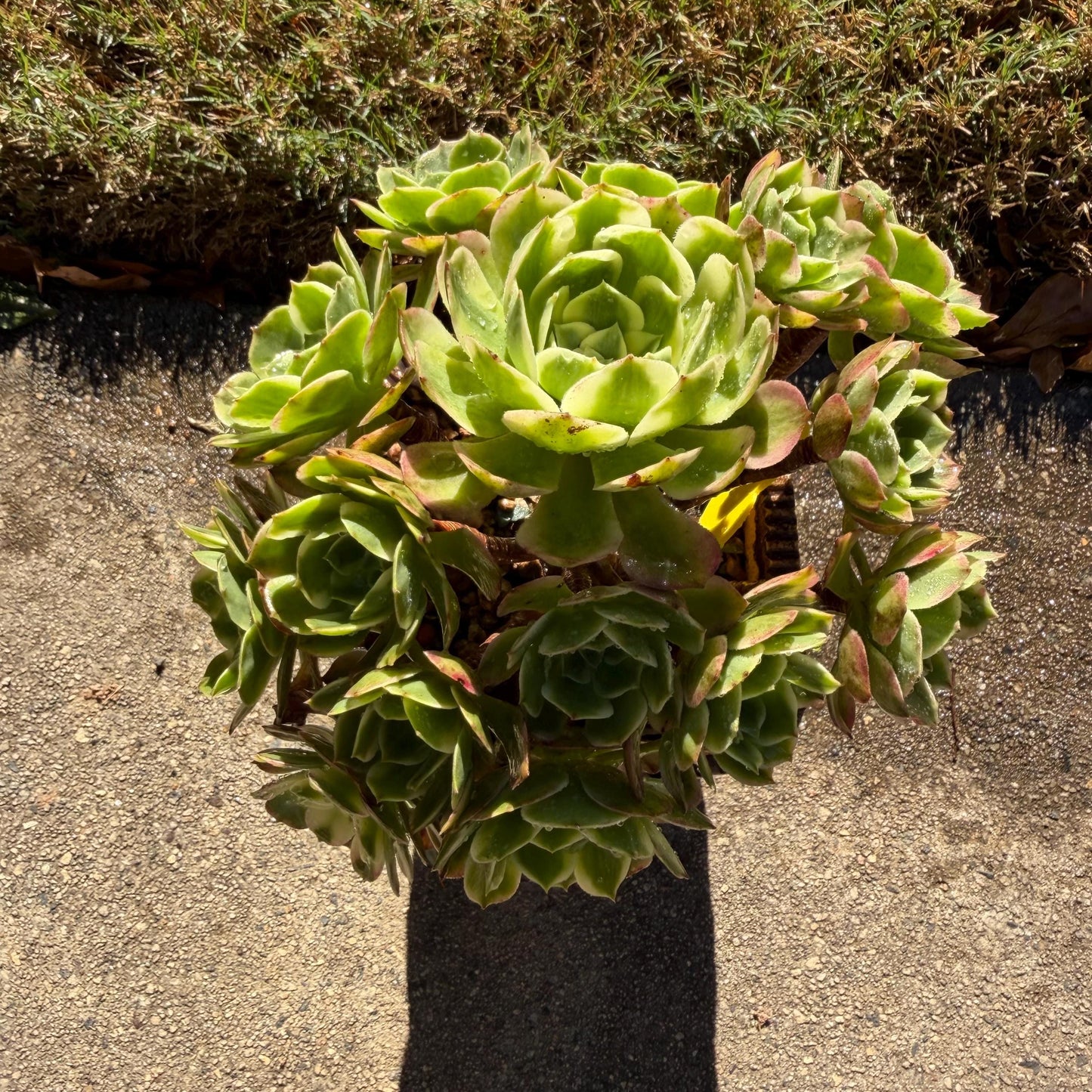 Aeonium' sea king ',  big cluster, 6inches,