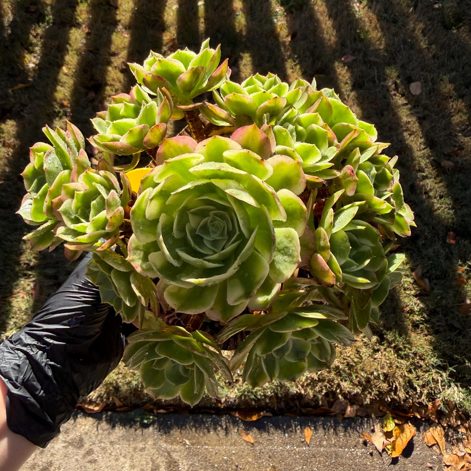 succulent cluster Aeonium' sea king ', big cluster, 6inches, – Succulent Loft