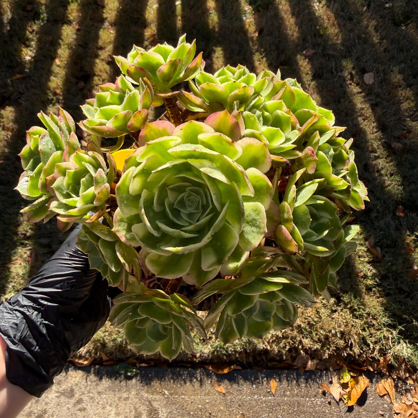 Aeonium' sea king ',  big cluster, 6inches,