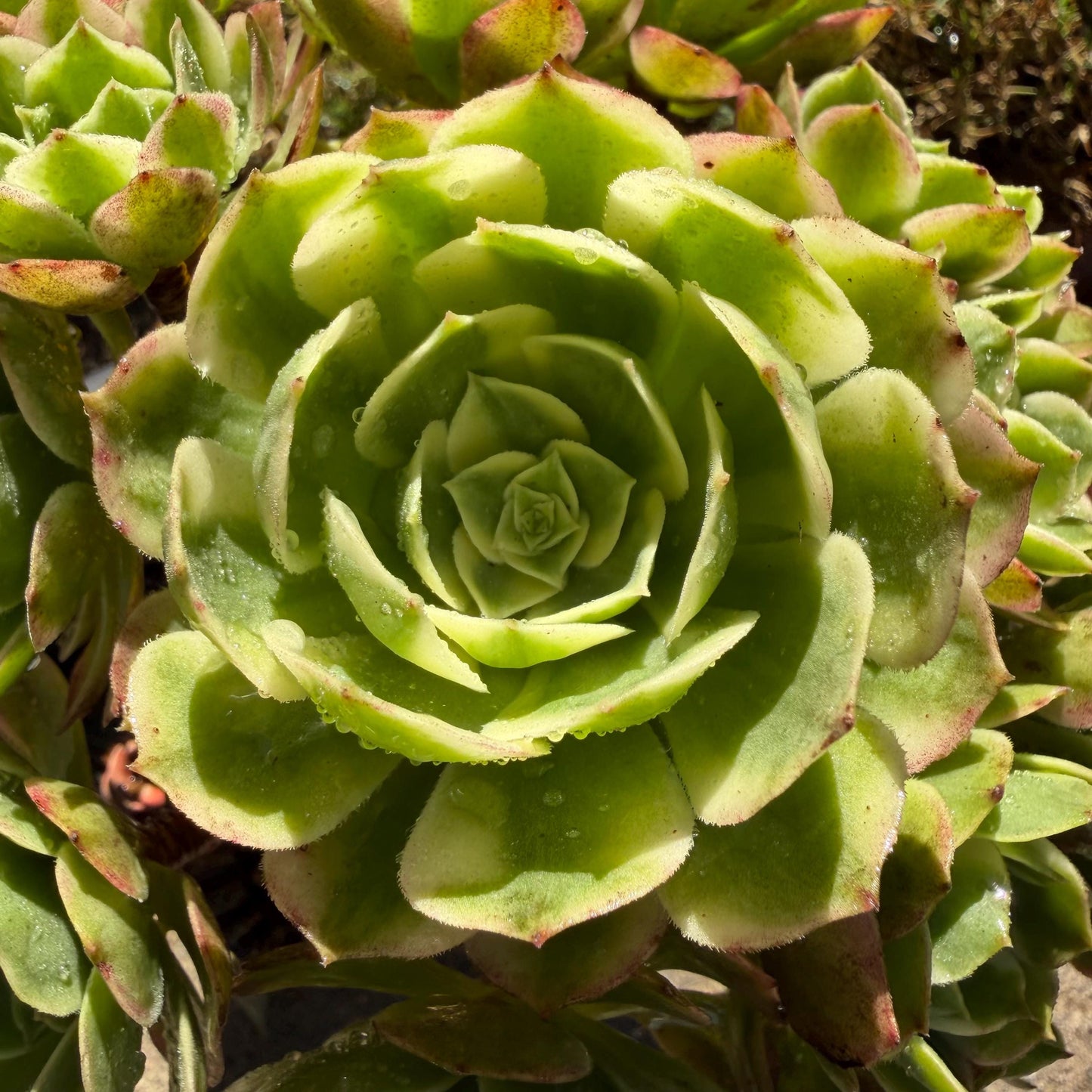 Aeonium' sea king ',  big cluster, 6inches,
