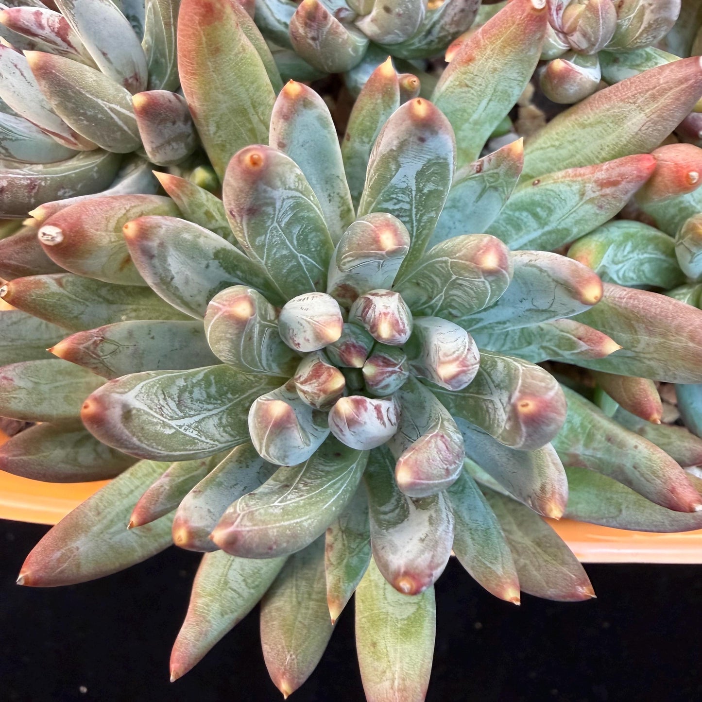 Echeveria 'Prismatic Star ' cluster, 5.6inches,C13