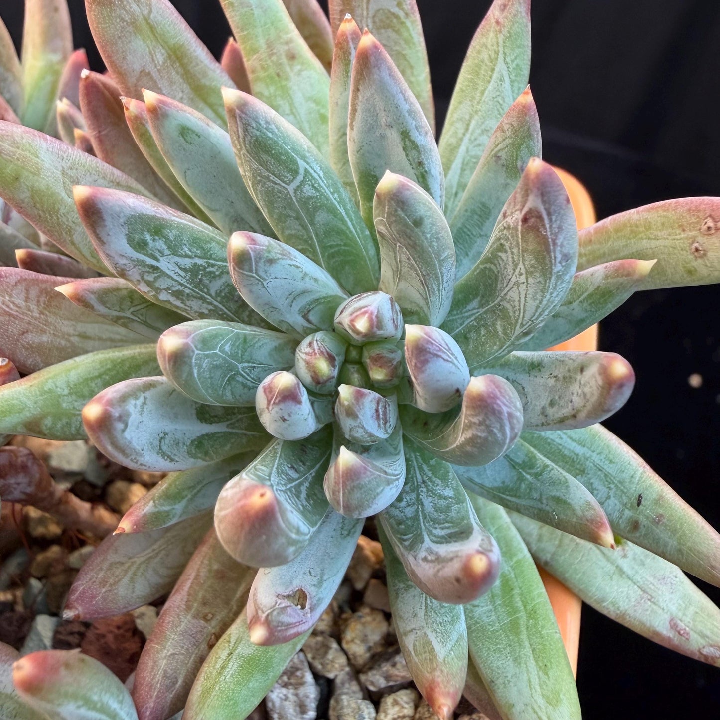 Echeveria 'Prismatic Star ' cluster, 5.6inches,C13