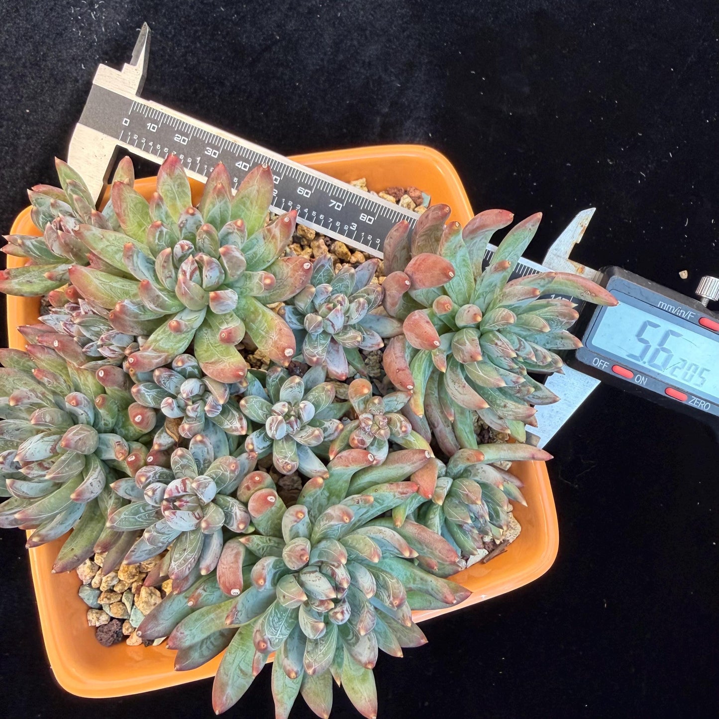 Echeveria 'Prismatic Star ' cluster, 5.6inches,C13