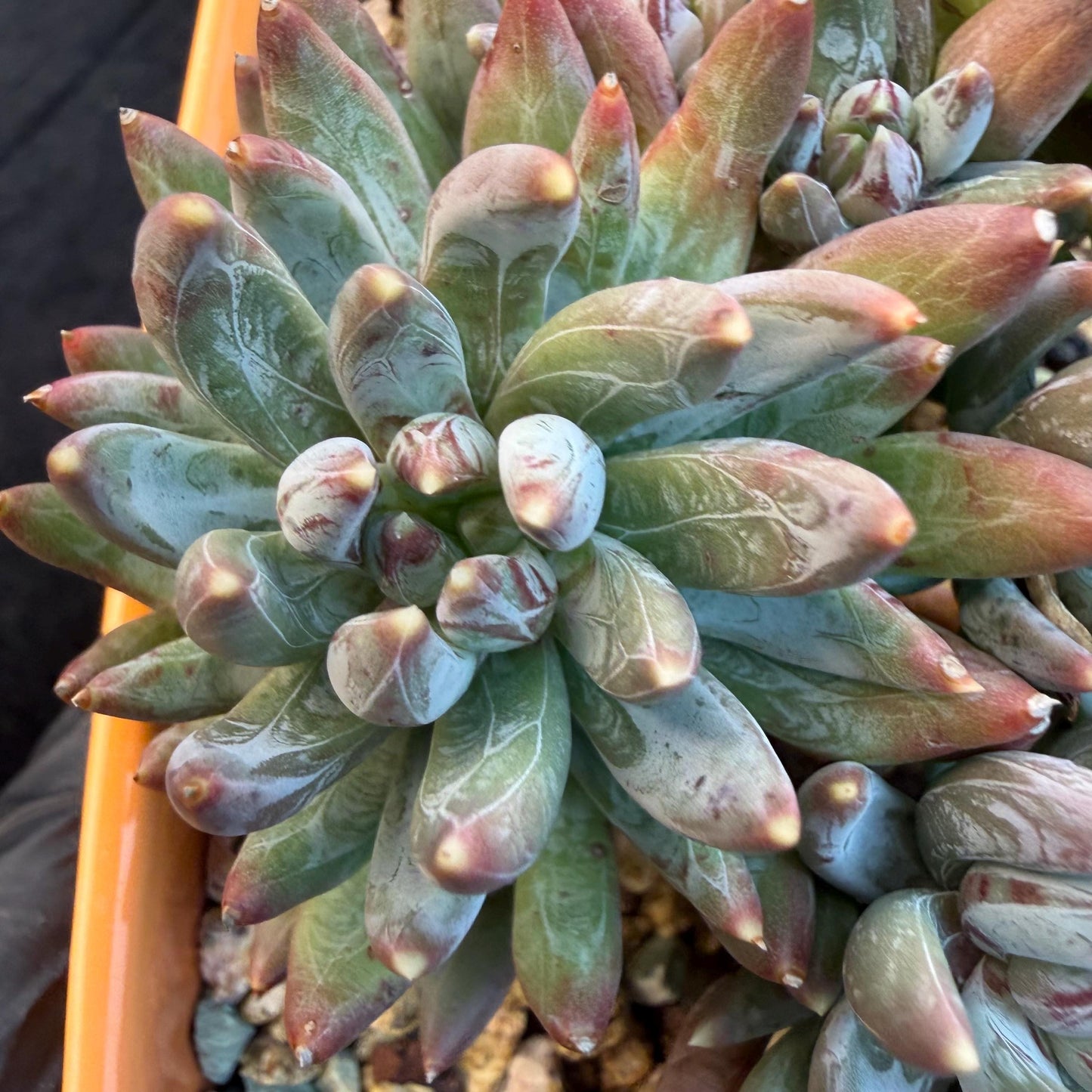 Echeveria 'Prismatic Star ' cluster, 5.6inches,C13