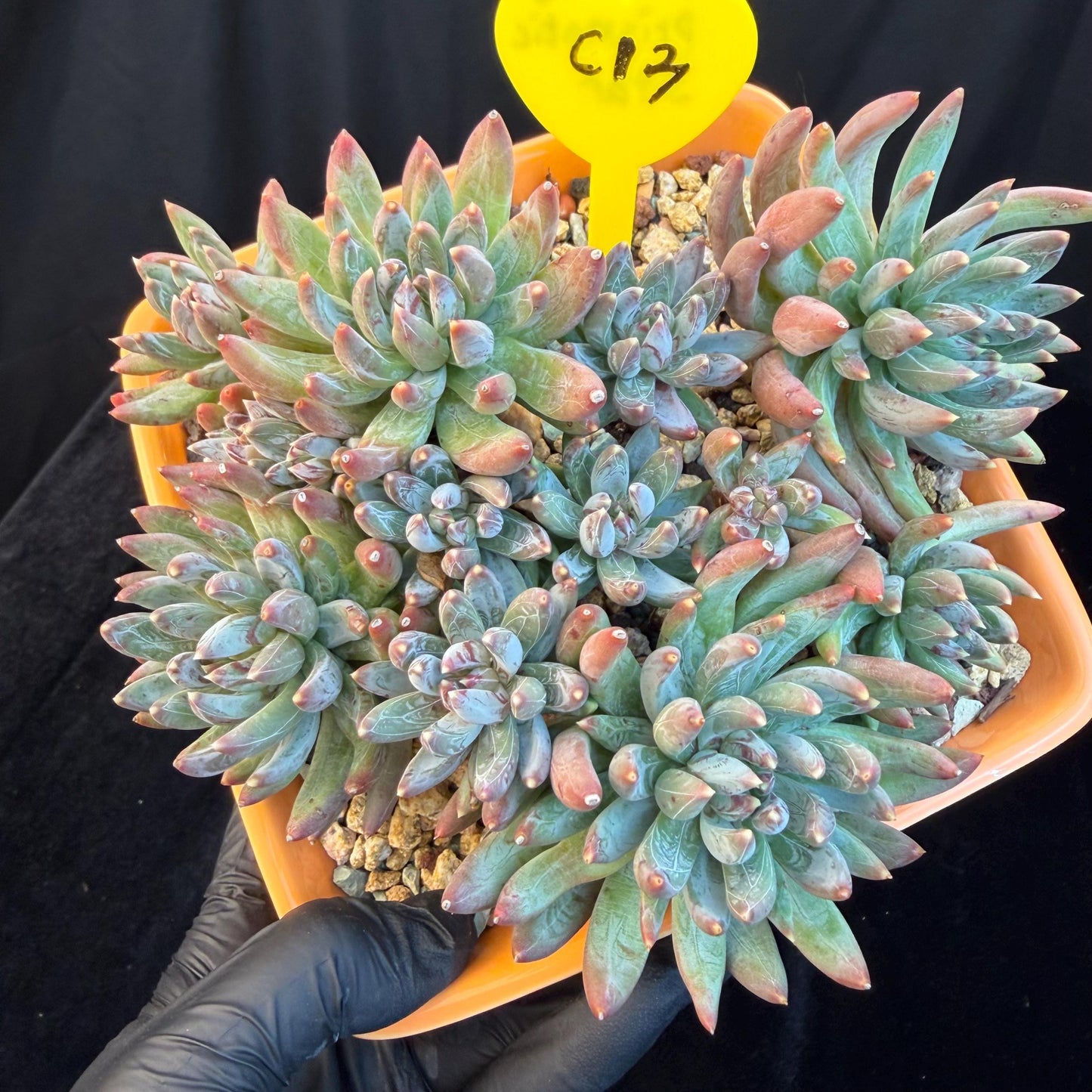 Echeveria 'Prismatic Star ' cluster, 5.6inches,C13