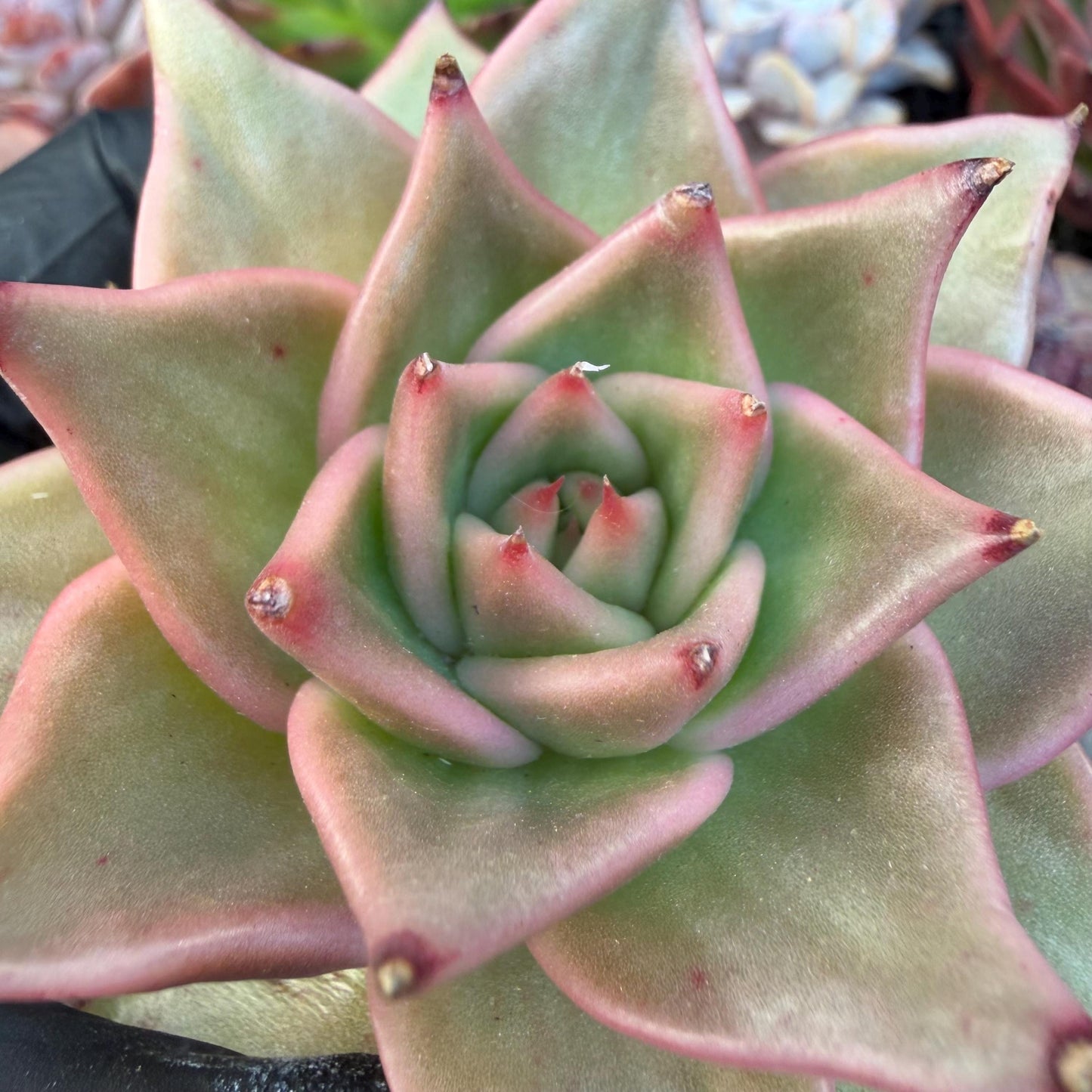 Echeveria  ‘Madiba’, 2.7inches , J09