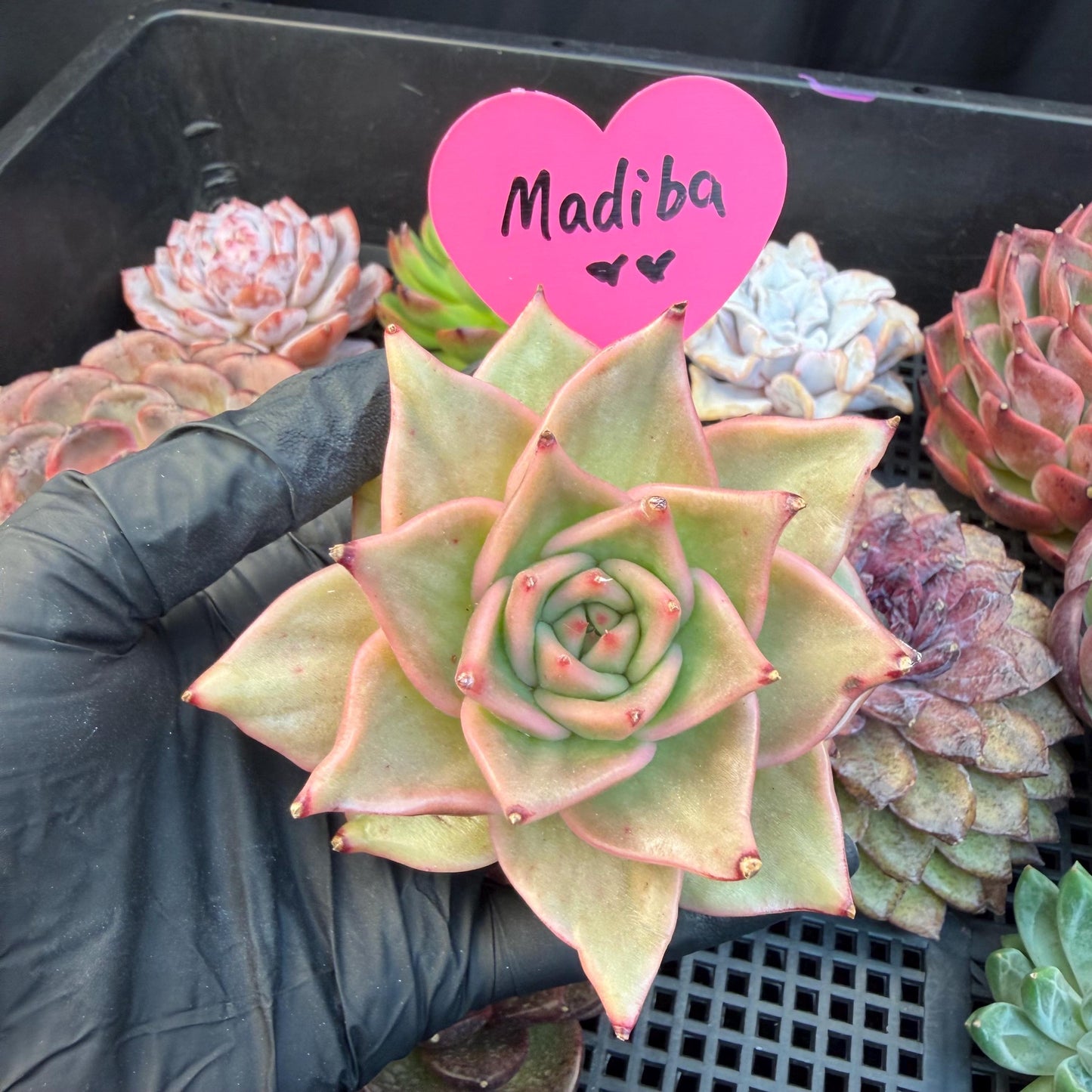 Echeveria  ‘Madiba’, 2.7inches , J09