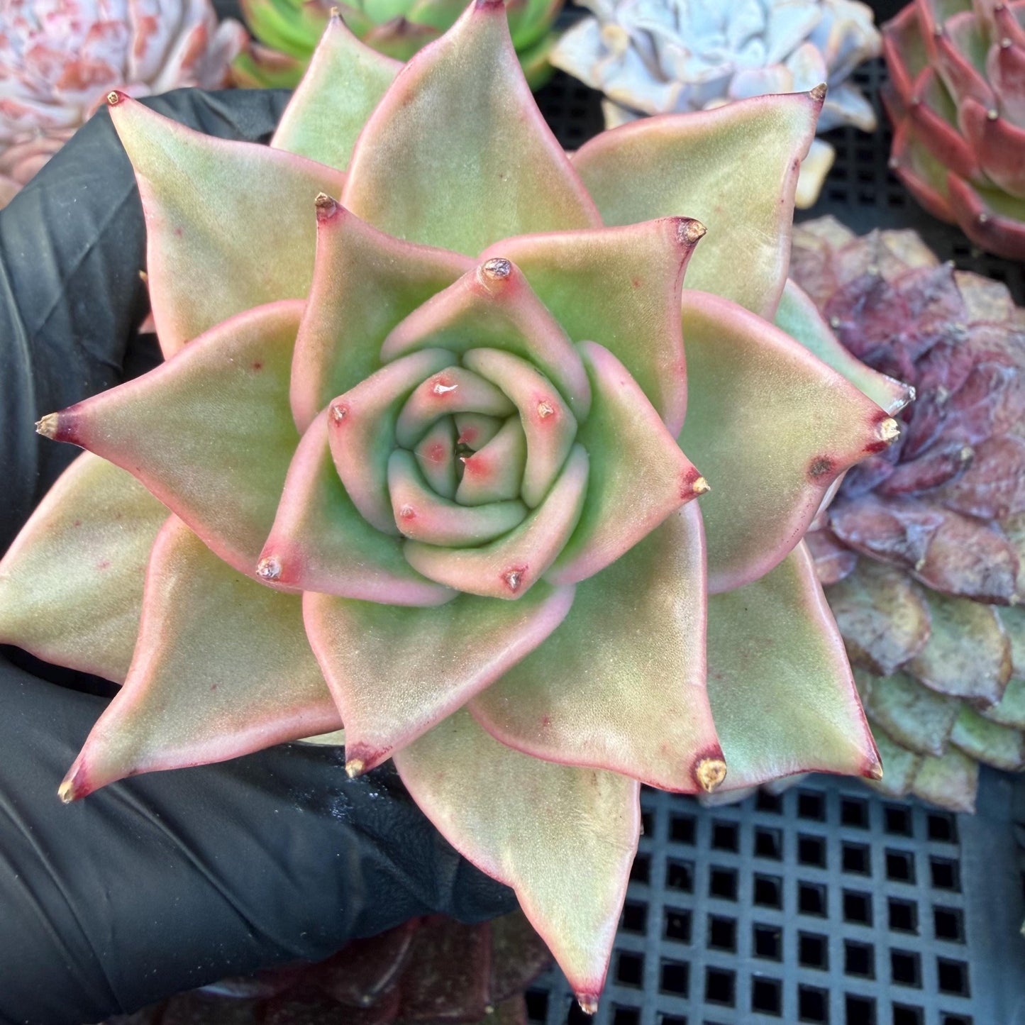 Echeveria  ‘Madiba’, 2.7inches , J09