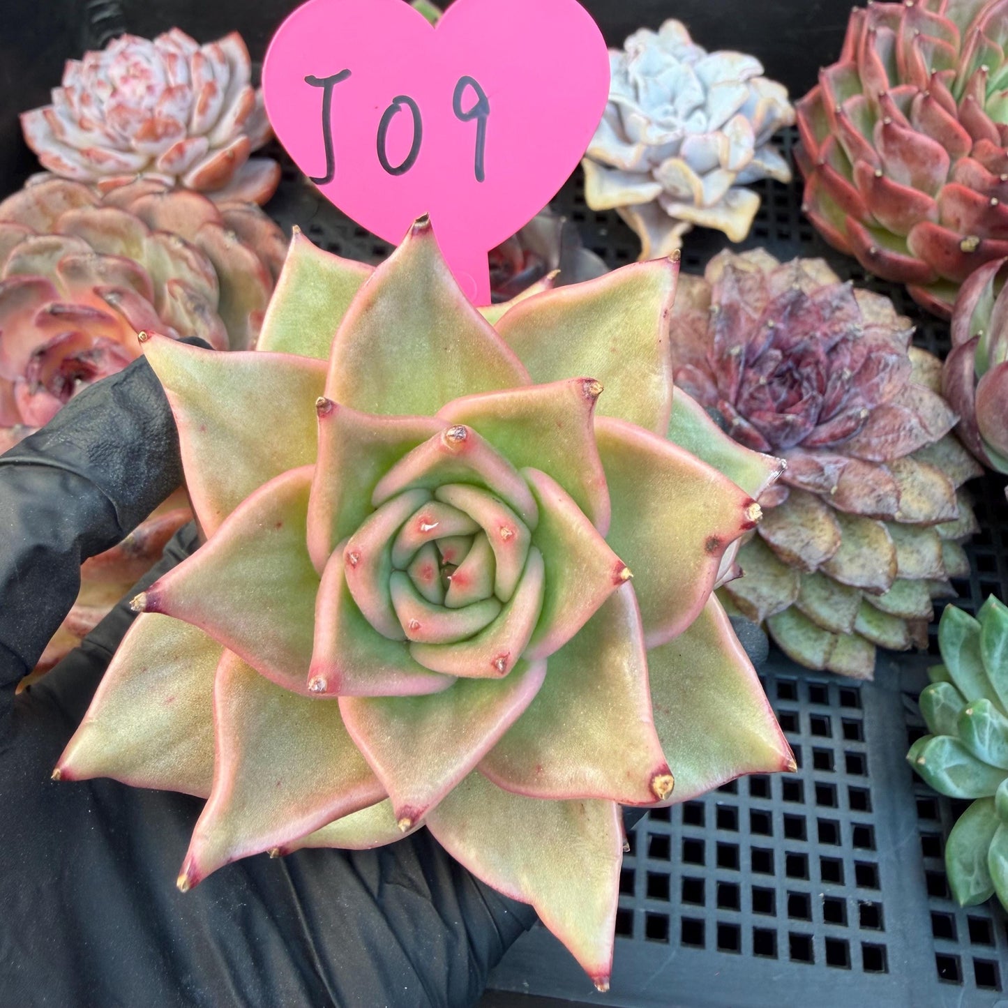 Echeveria  ‘Madiba’, 2.7inches , J09