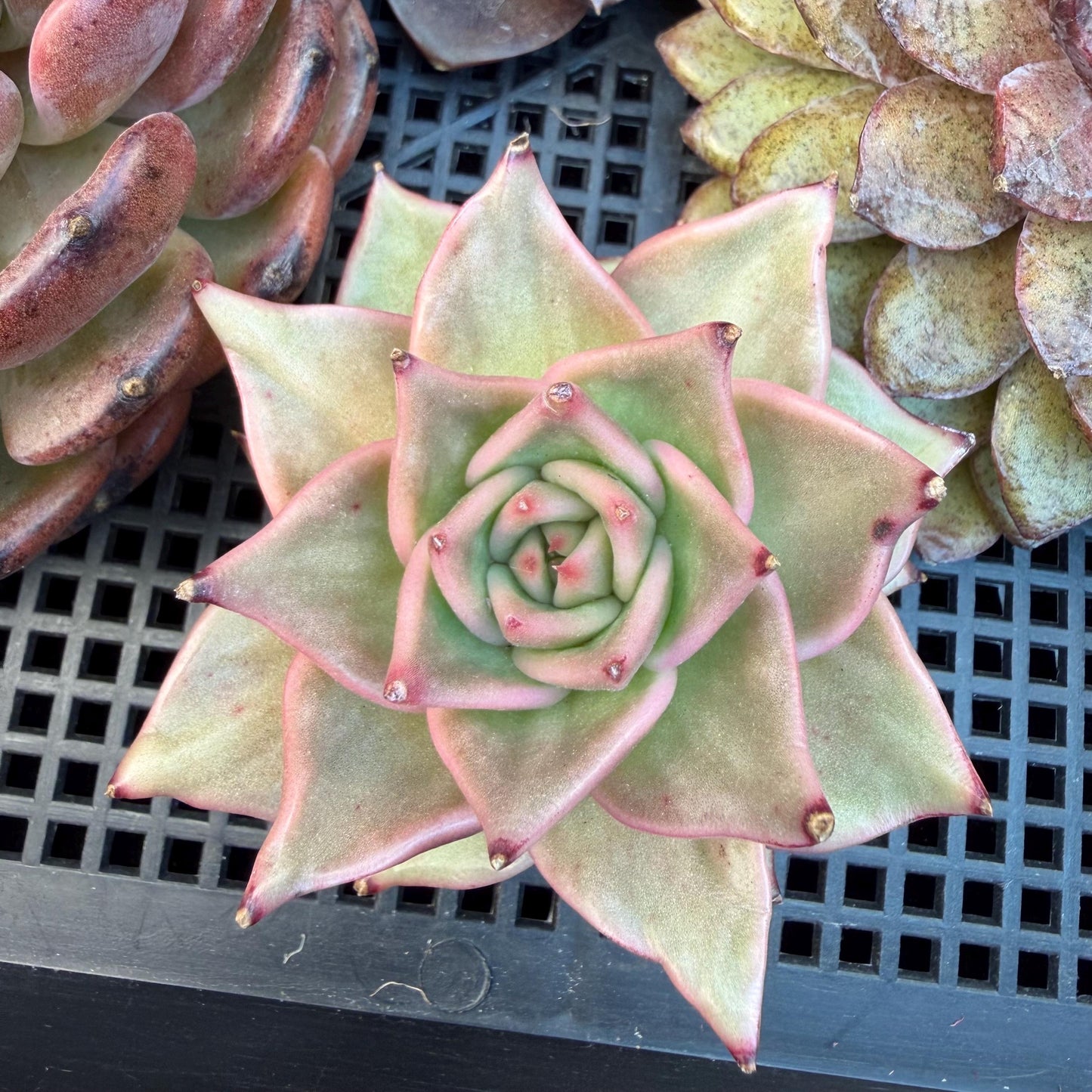 Echeveria  ‘Madiba’, 2.7inches , J09