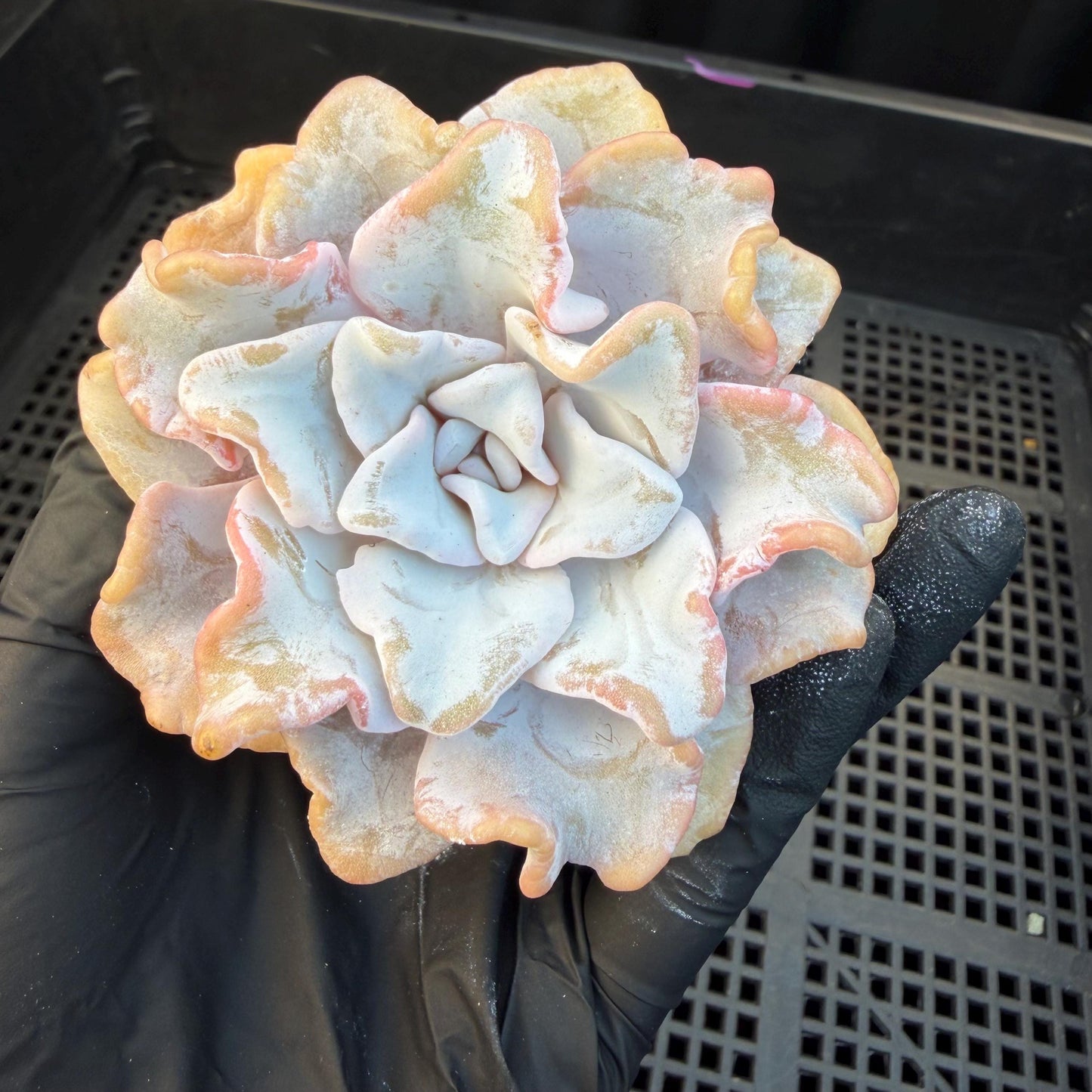 Echeveria  ‘Crispate beauty', 2.9inches , J01