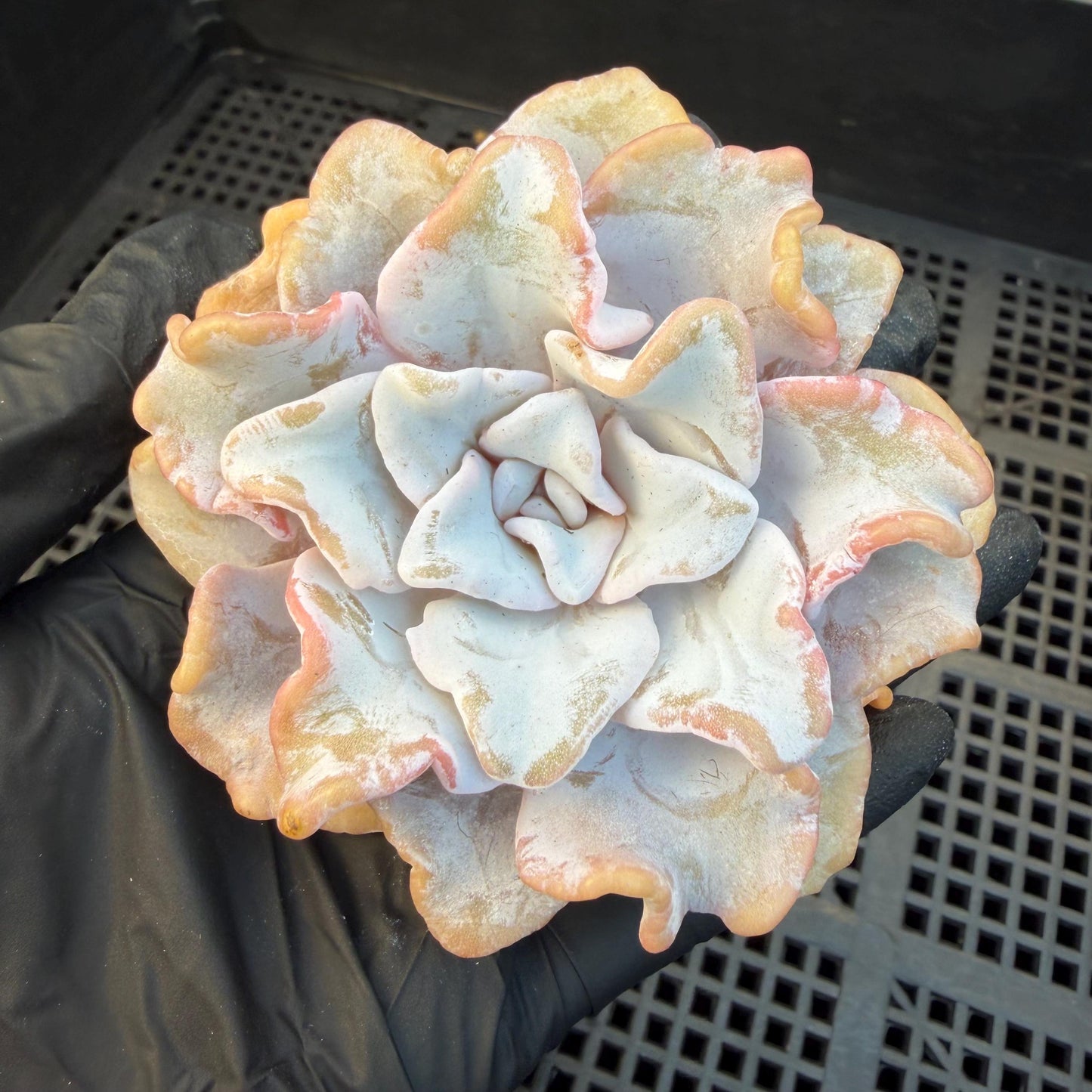 Echeveria  ‘Crispate beauty', 2.9inches , J01