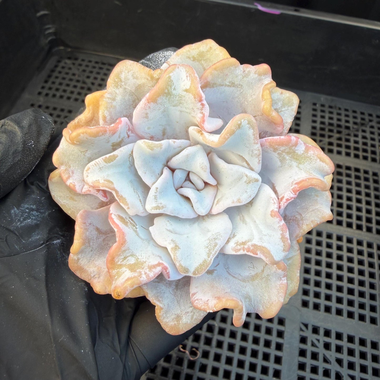 Echeveria  ‘Crispate beauty', 2.9inches , J01