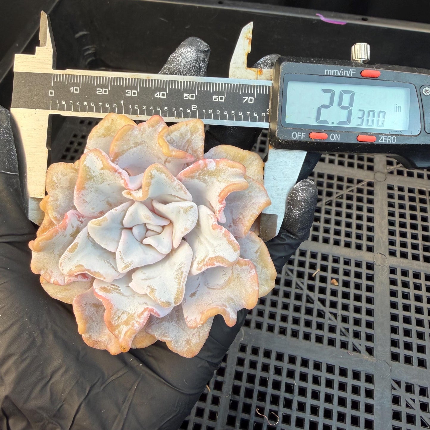 Echeveria  ‘Crispate beauty', 2.9inches , J01