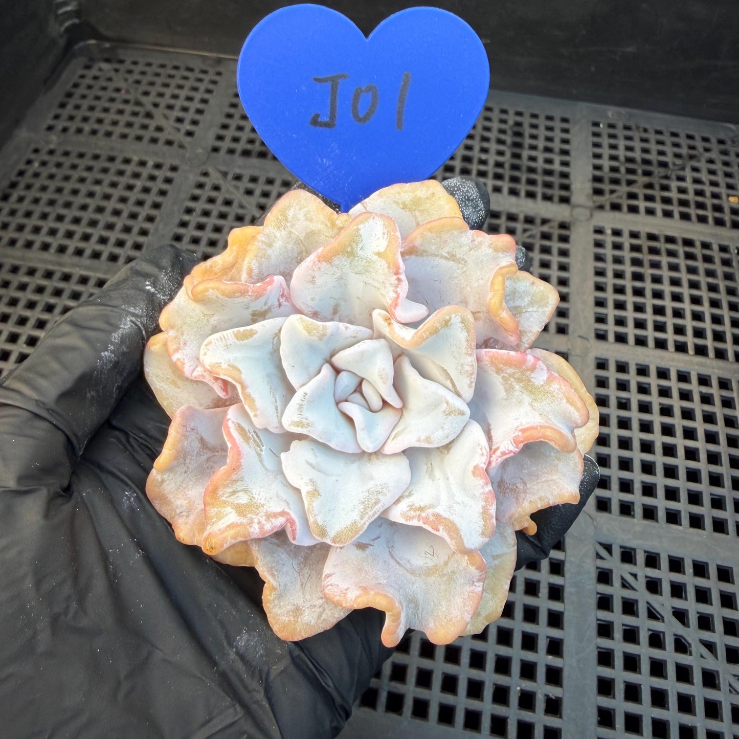 Echeveria  ‘Crispate beauty', 2.9inches , J01