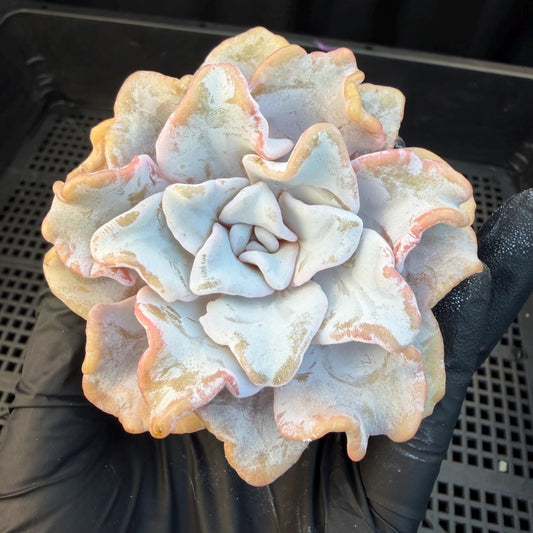 Echeveria  ‘Crispate beauty', 2.9inches , J01