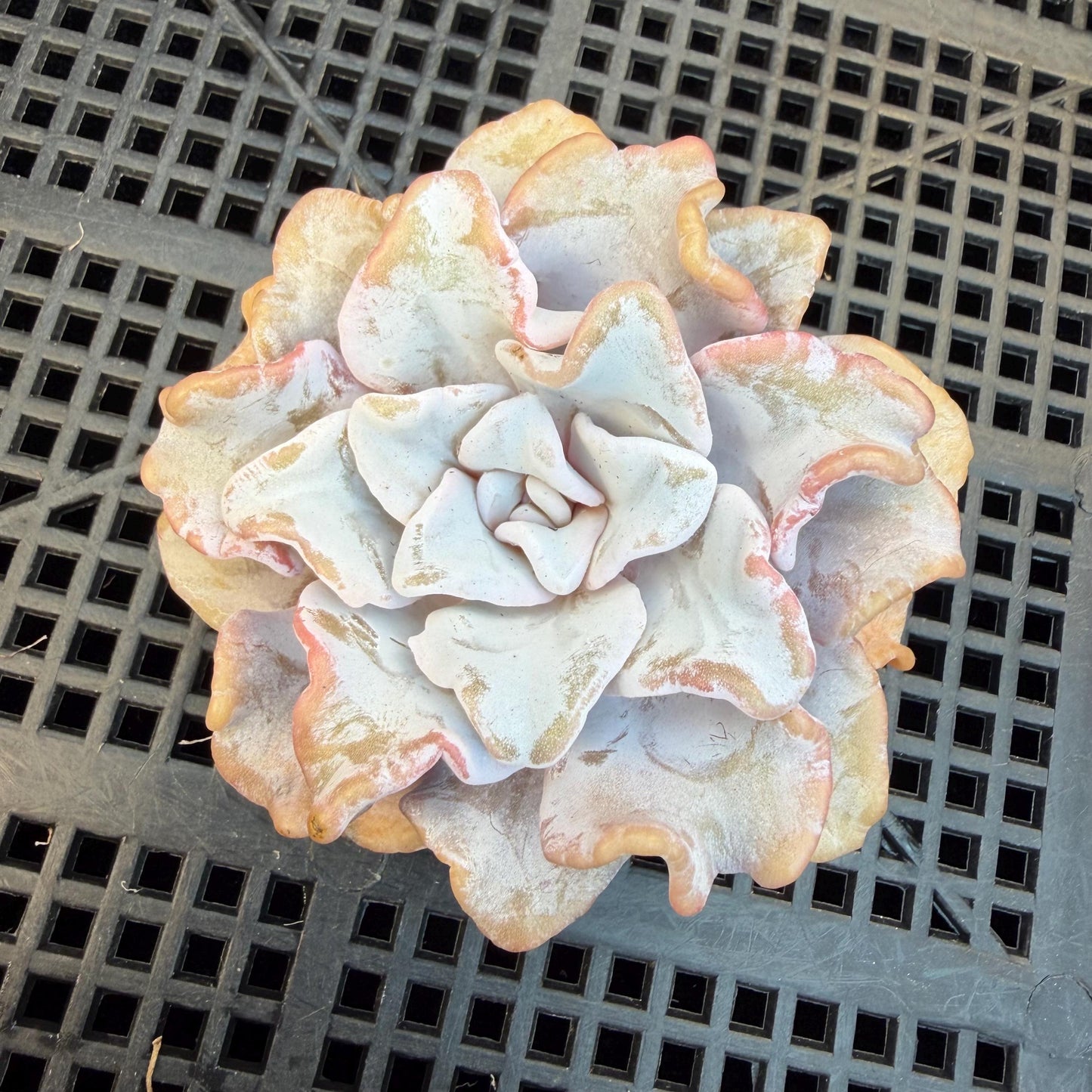 Echeveria  ‘Crispate beauty', 2.9inches , J01