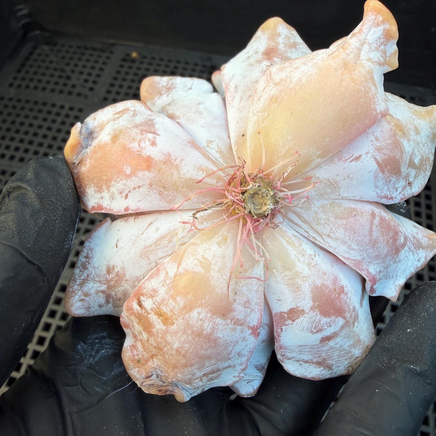 Echeveria  ‘Crispate beauty', 2.9inches , J01