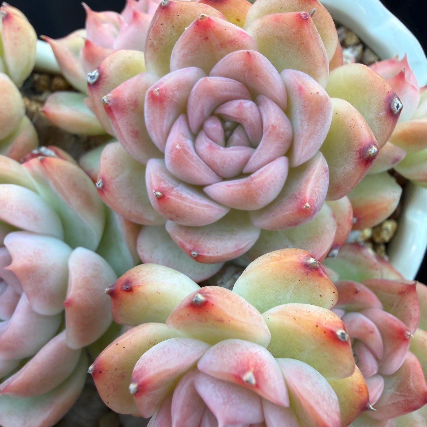 Echeveria  ‘Malgan sp. ’,  5.6inches - G6
