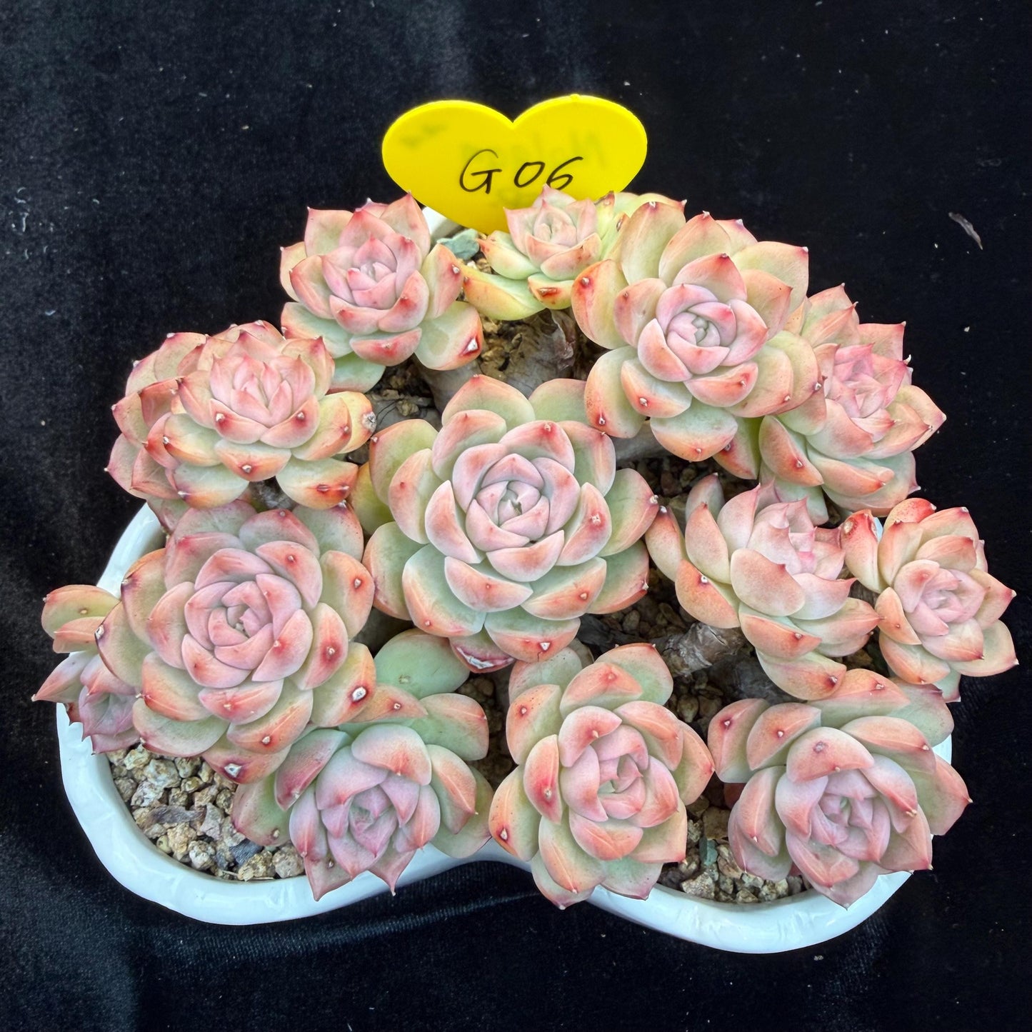 Echeveria  ‘Malgan sp. ’,  5.6inches - G6