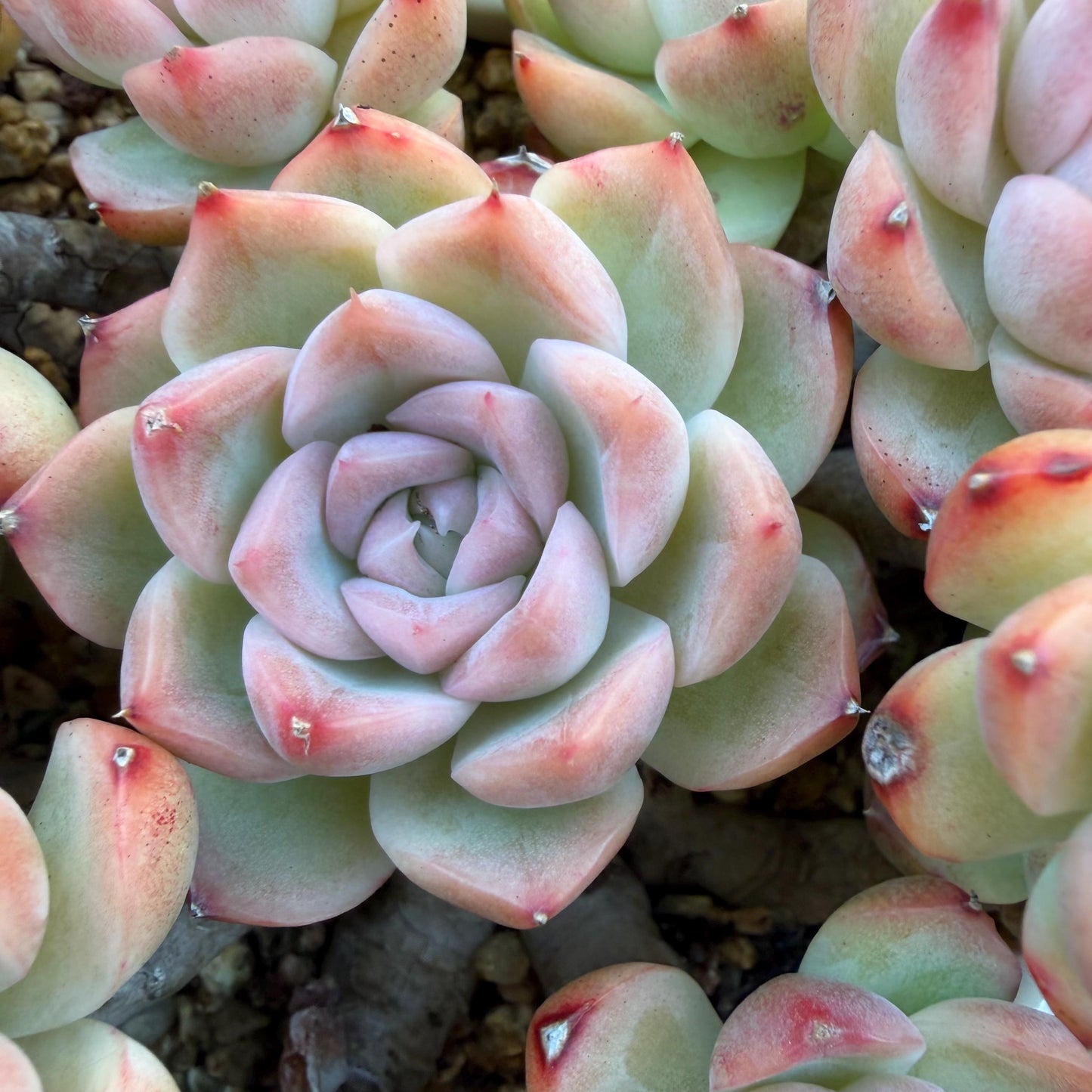 Echeveria  ‘Malgan sp. ’,  5.6inches - G6