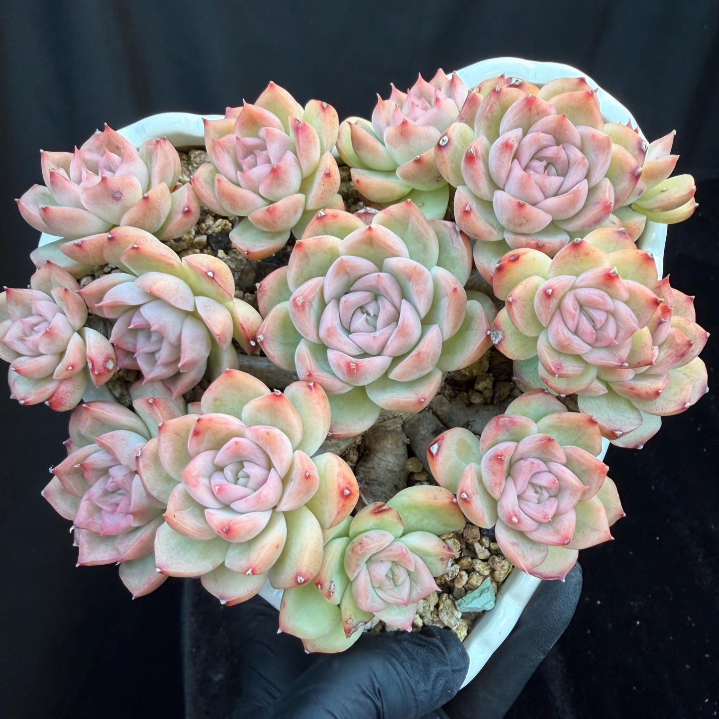 Echeveria  ‘Malgan sp. ’,  5.6inches - G6