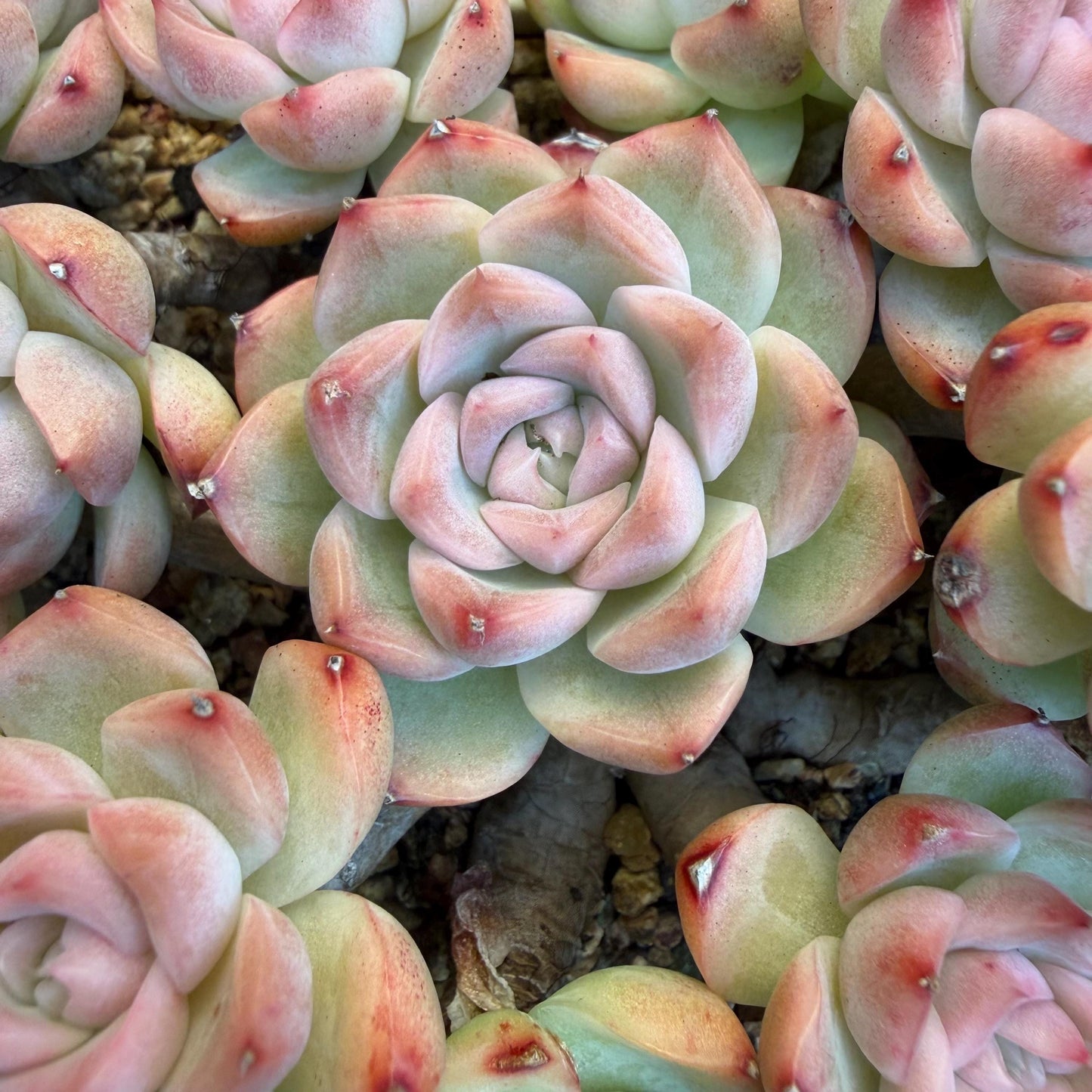 Echeveria  ‘Malgan sp. ’,  5.6inches - G6