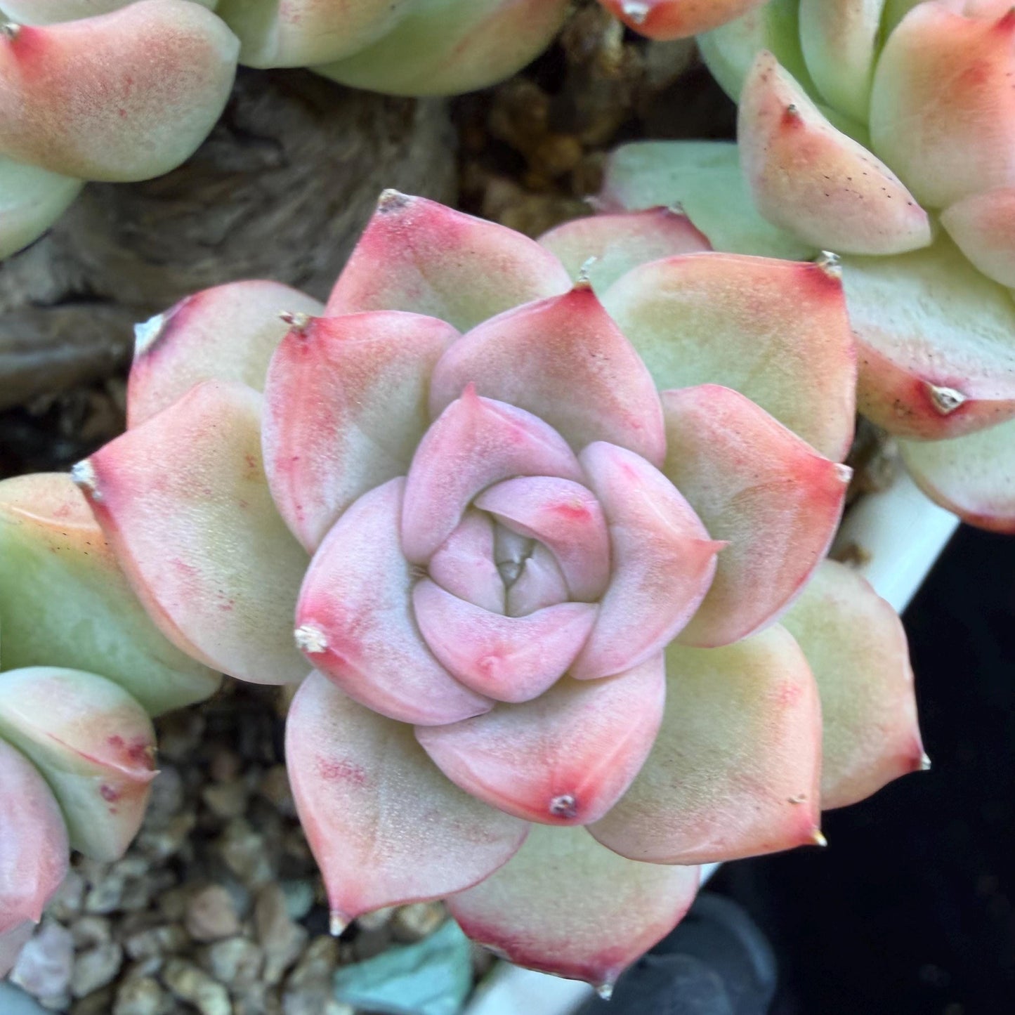 Echeveria  ‘Malgan sp. ’,  5.6inches - G6