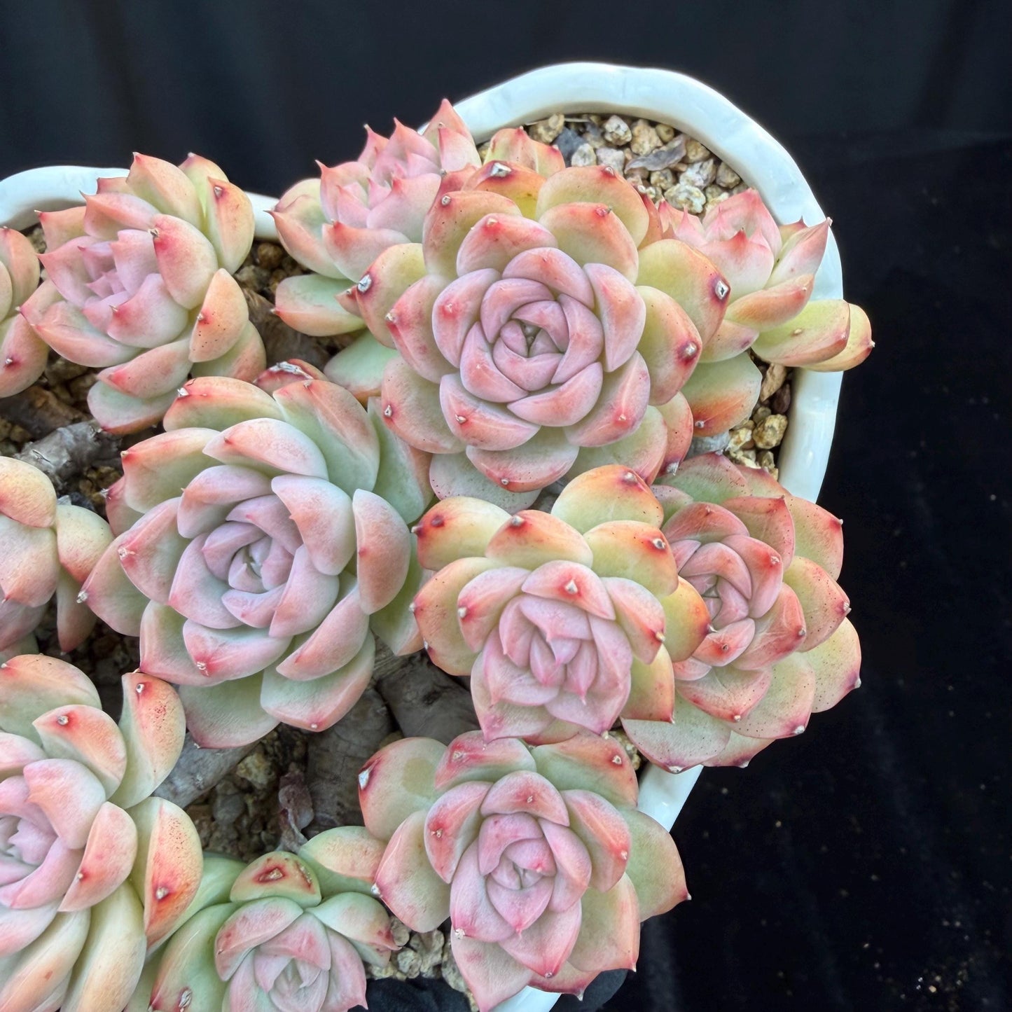 Echeveria  ‘Malgan sp. ’,  5.6inches - G6