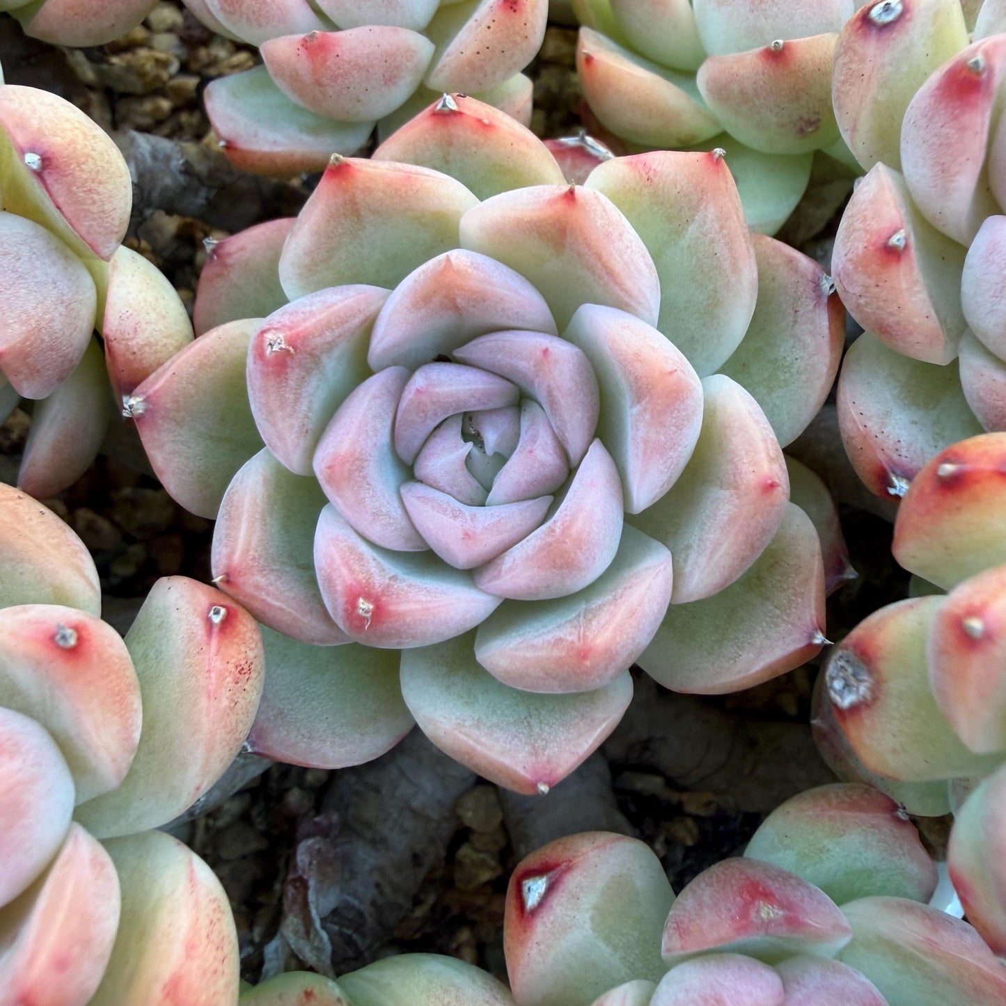 Echeveria  ‘Malgan sp. ’,  5.6inches - G6