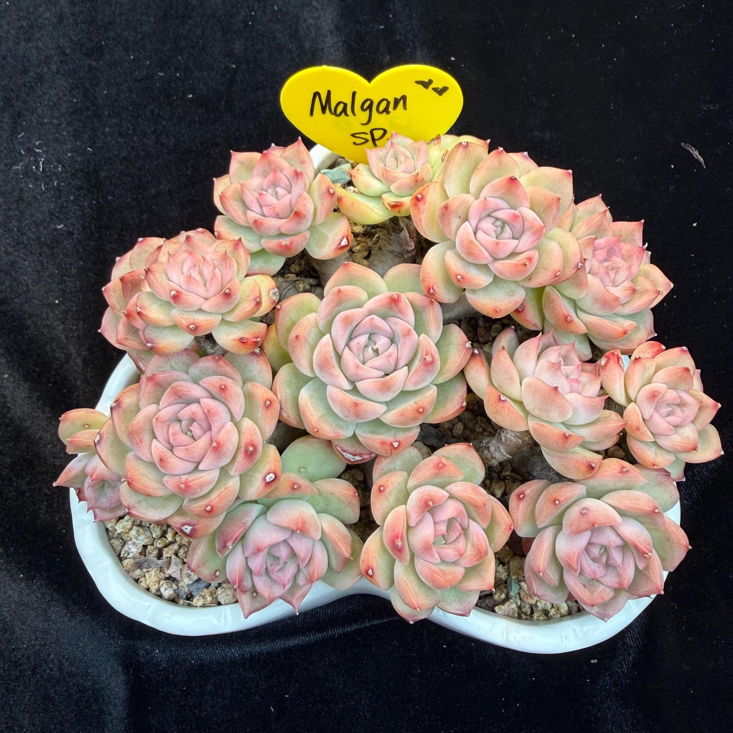 Echeveria  ‘Malgan sp. ’,  5.6inches - G6