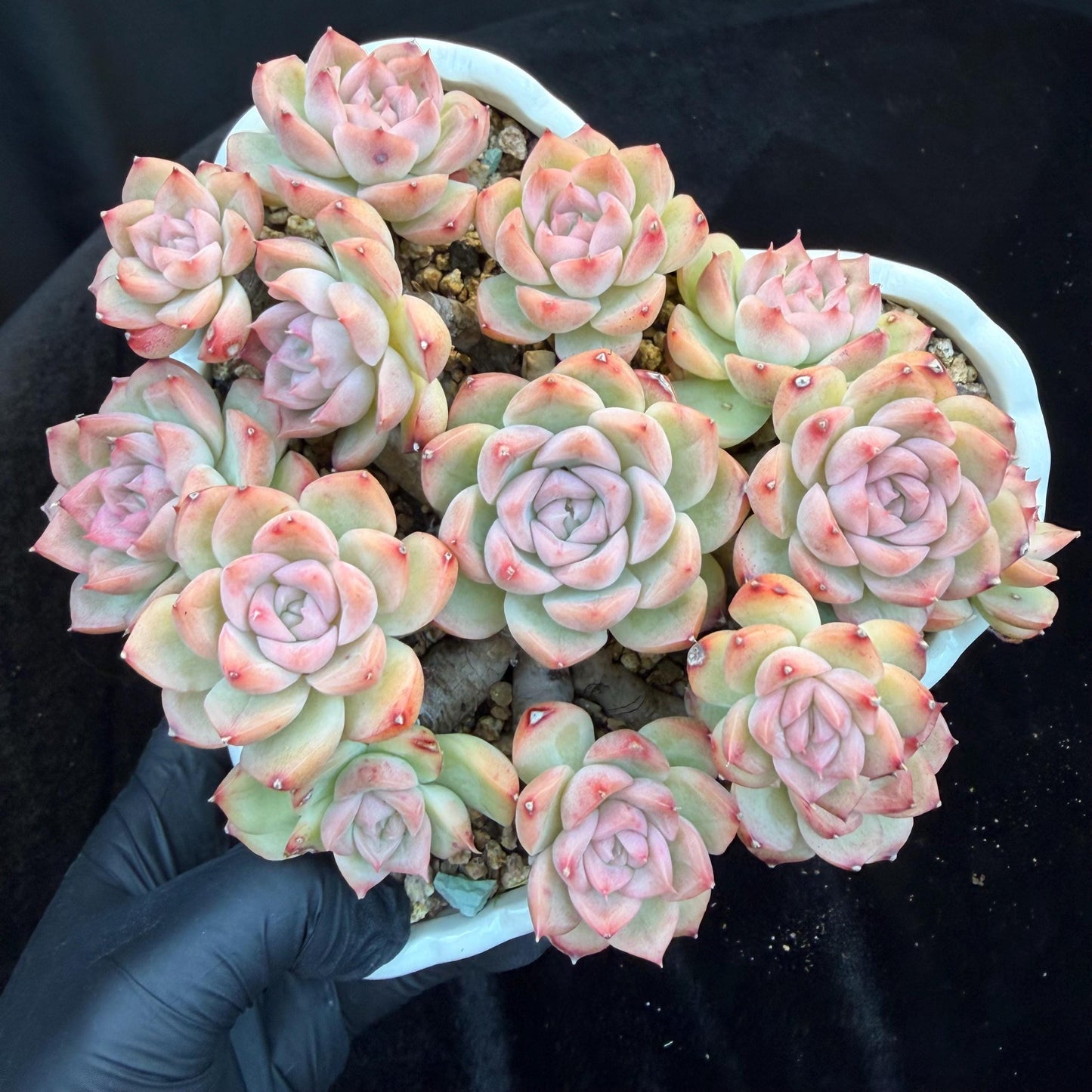Echeveria  ‘Malgan sp. ’,  5.6inches - G6