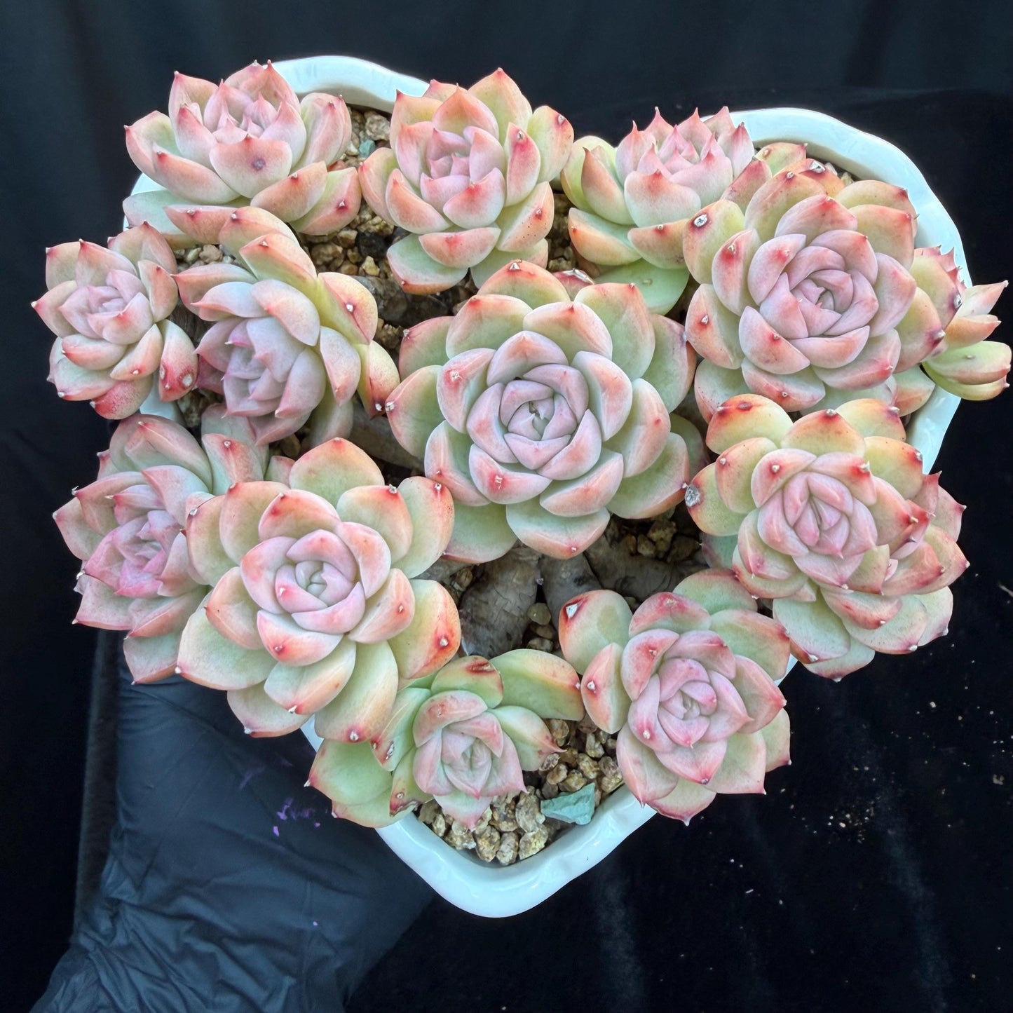Echeveria  ‘Malgan sp. ’,  5.6inches - G6