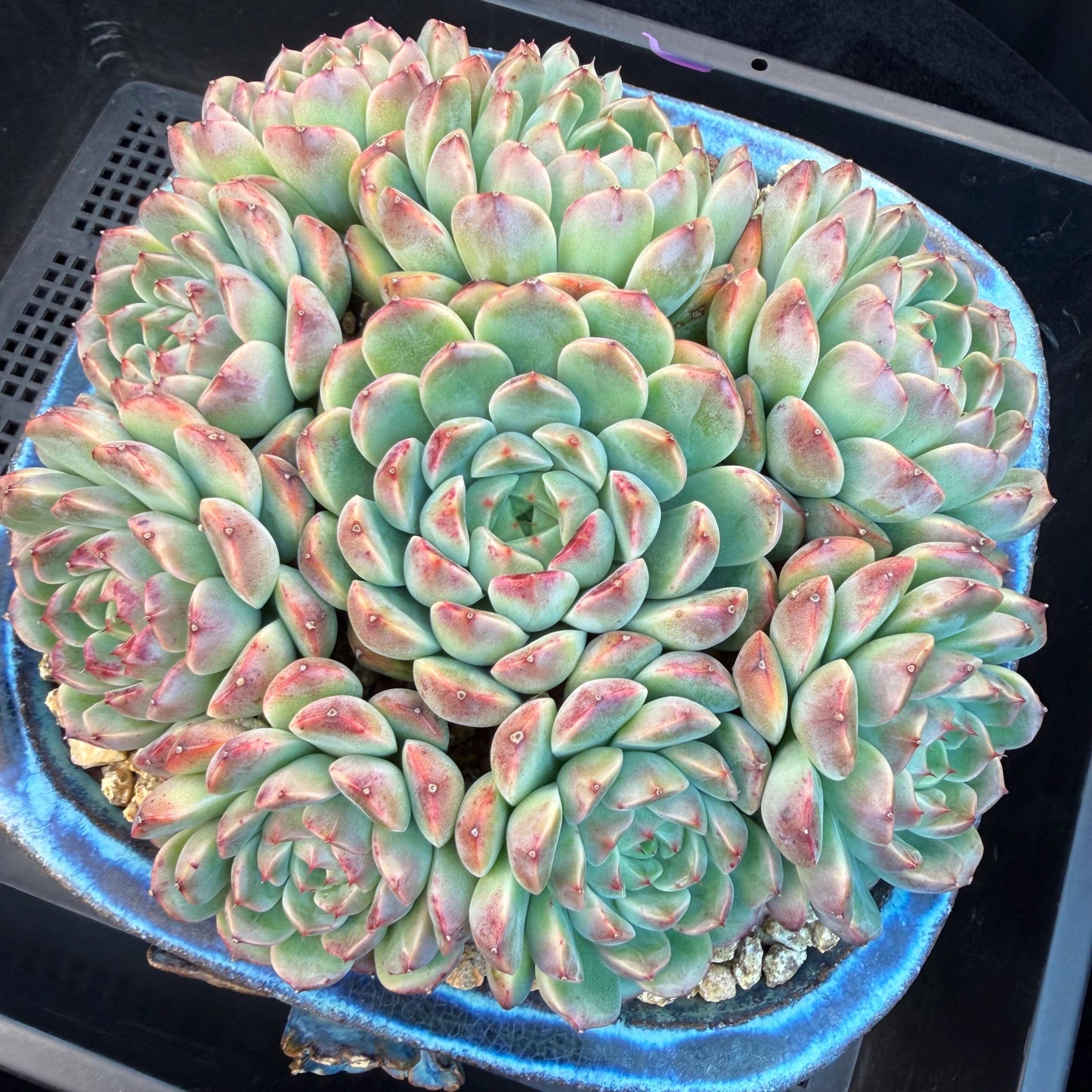 Echeveria  ‘Blue minima hybrid’,  6.1inches - G02