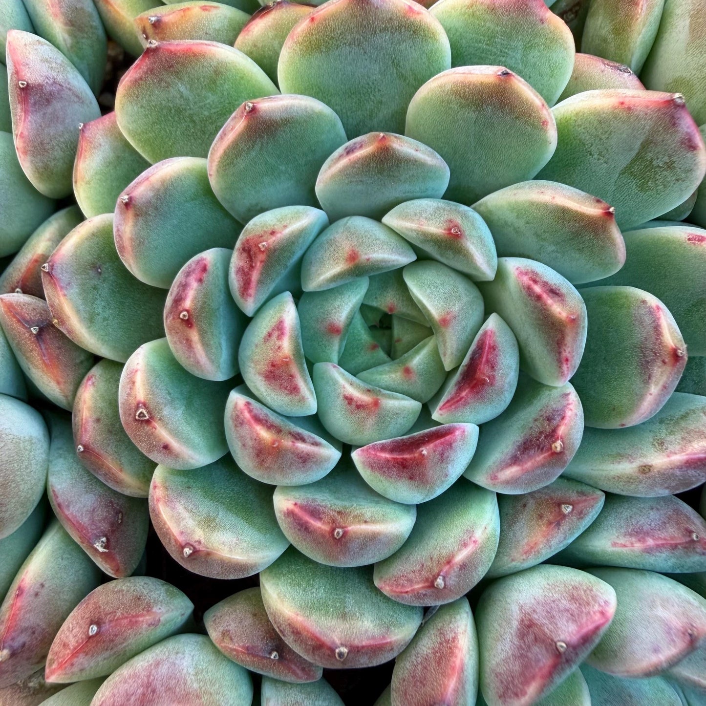 Echeveria  ‘Blue minima hybrid’,  6.1inches - G02