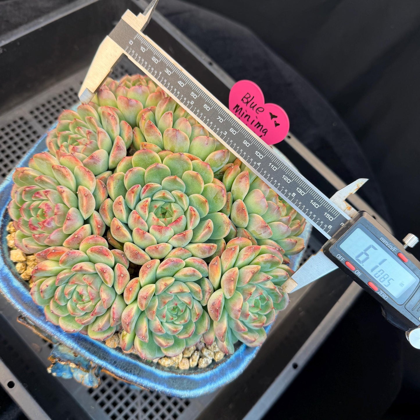 Echeveria  ‘Blue minima hybrid’,  6.1inches - G02