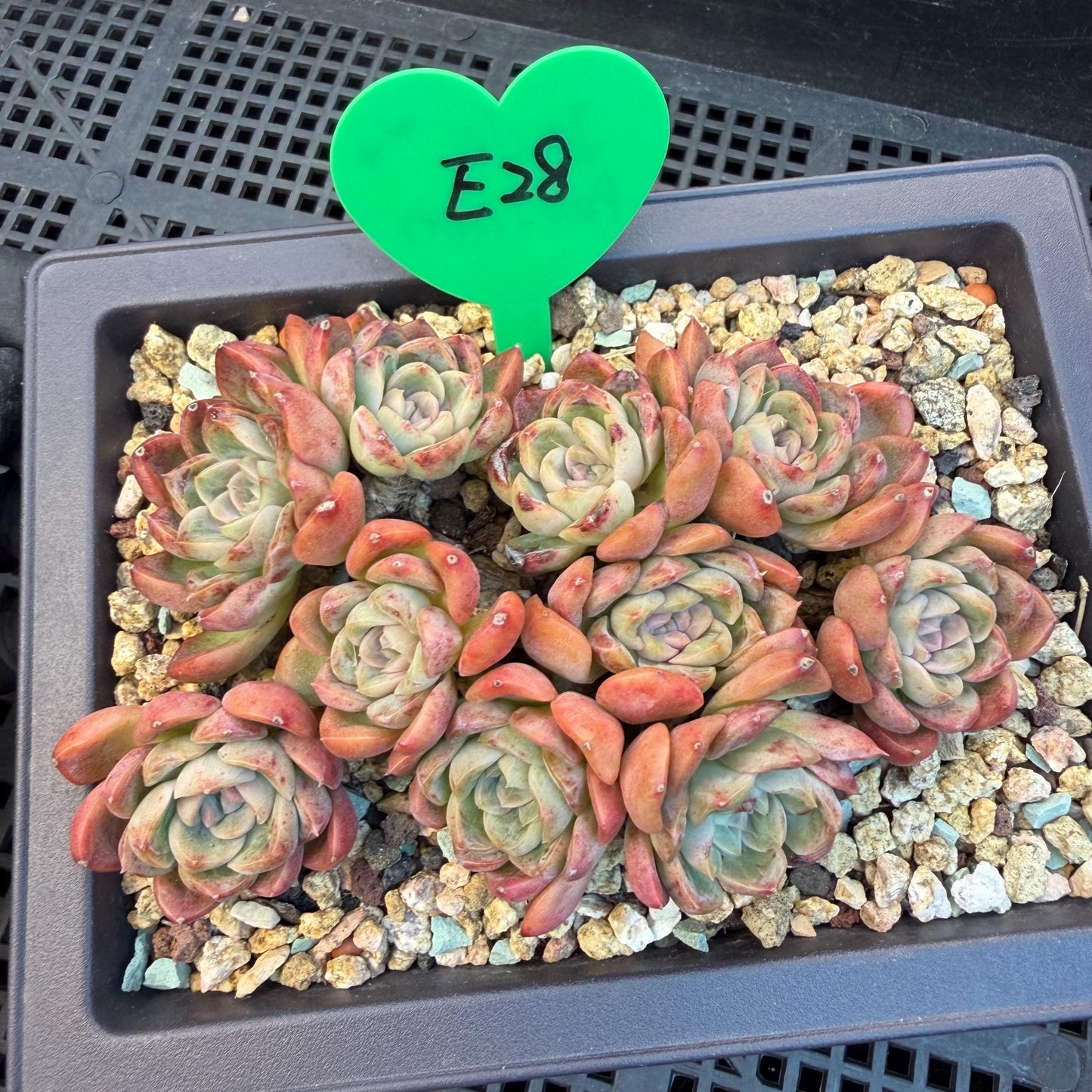 Echeveria  'Jade pavilion'cluster, 4. 3inches, E28