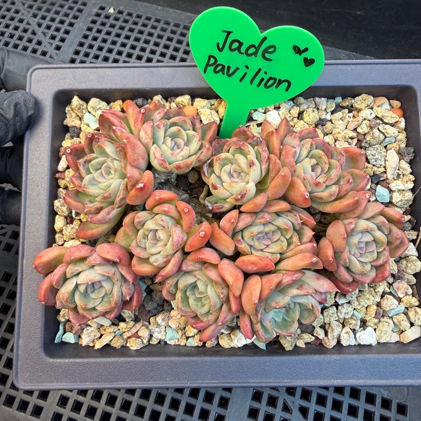 Echeveria  'Jade pavilion'cluster, 4. 3inches, E28